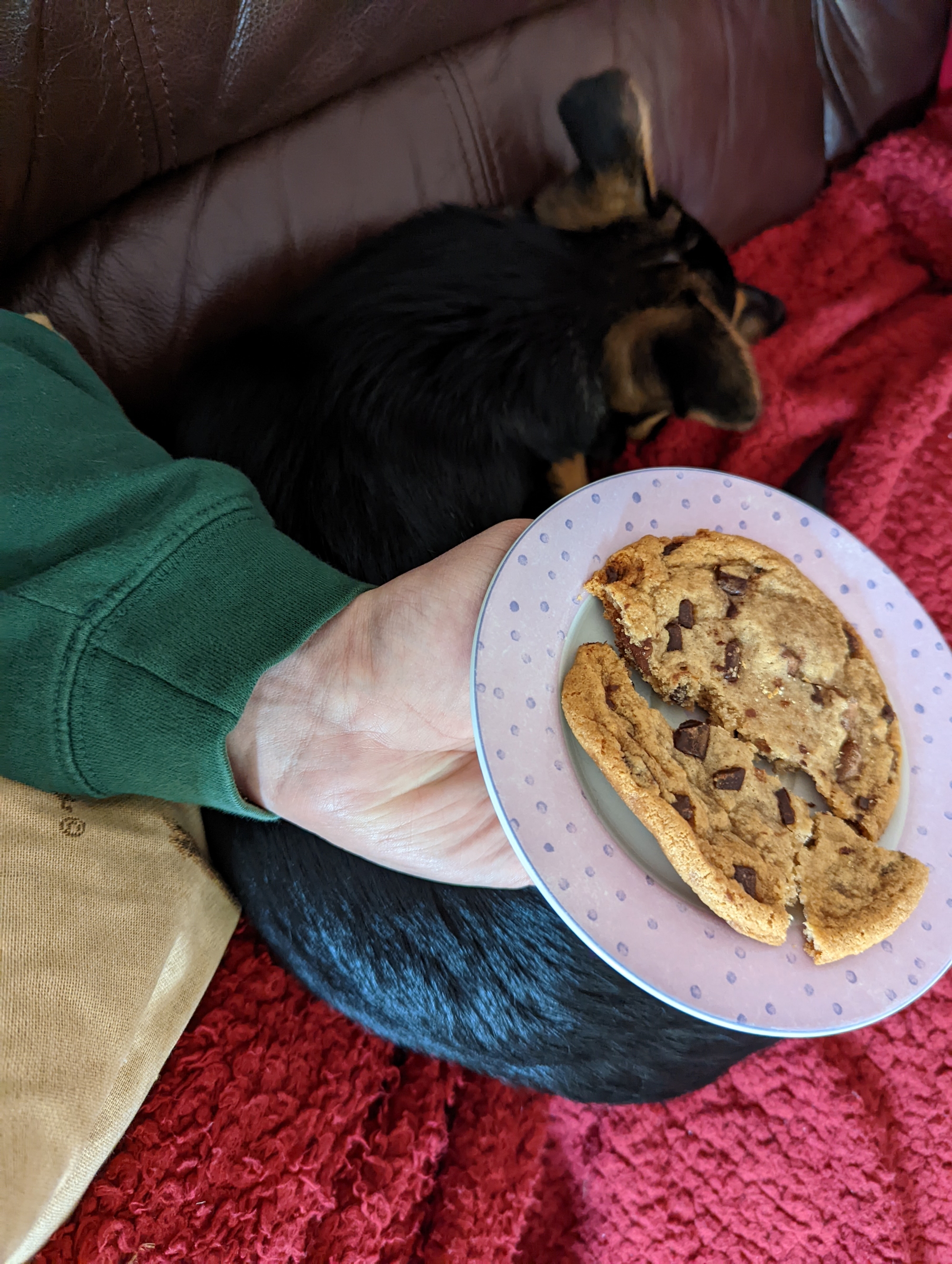 Cookie sleeping on a red blanket, and above, Jamie is holding a Lidl double chocolate cookie on a plate