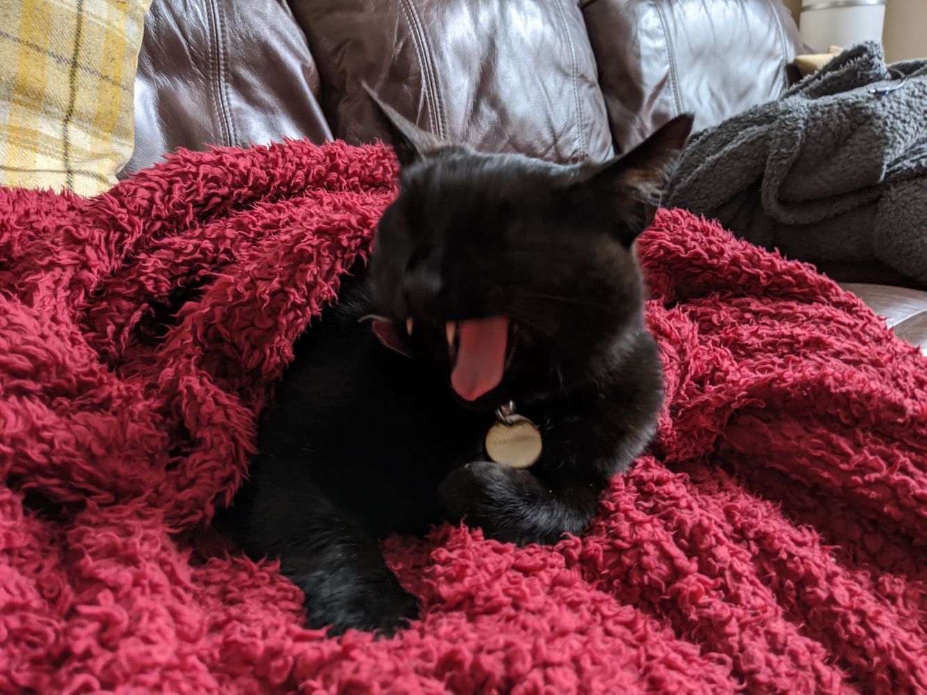 Black cat yawning Black cat yawning