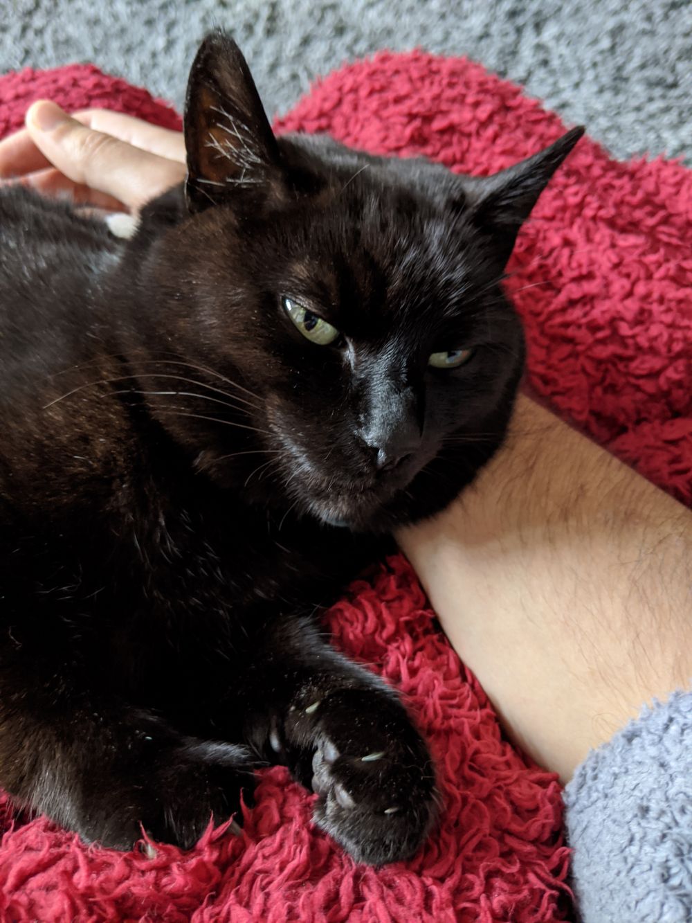 Black cat lying on Jamie's right arm, purring intensely, kneading the red blanket he's lying on top of