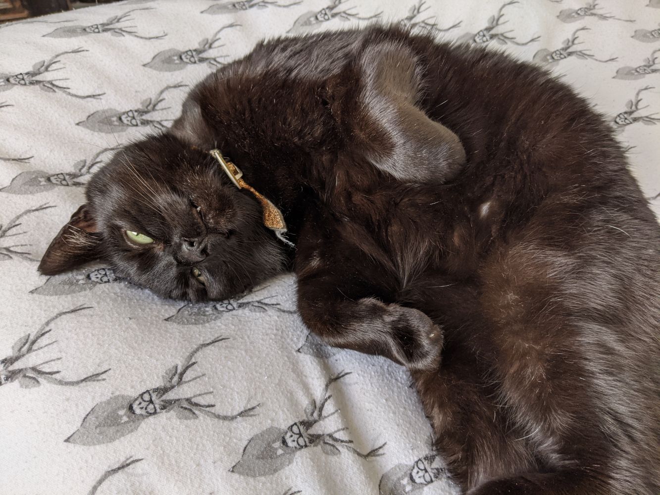 Black cat flopped on top of the bed Black cat flopped on top of the bed