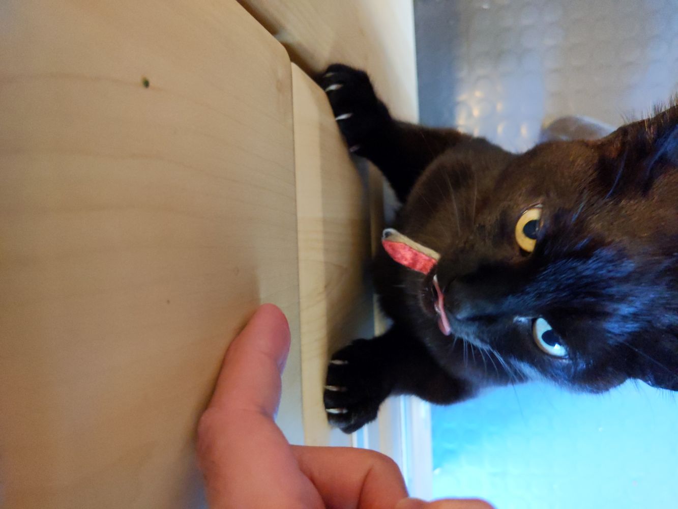 Black cat licking his lips after a chomp of tuna