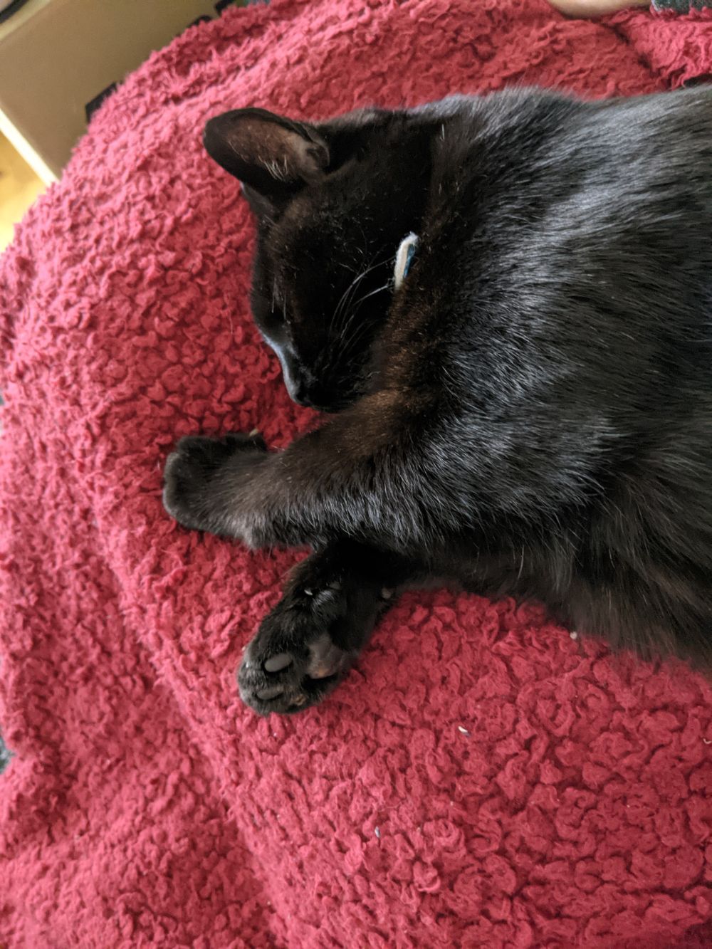 Black cat lying on his side, not quite yet asleep, on a red blanket, over Jamie's lap