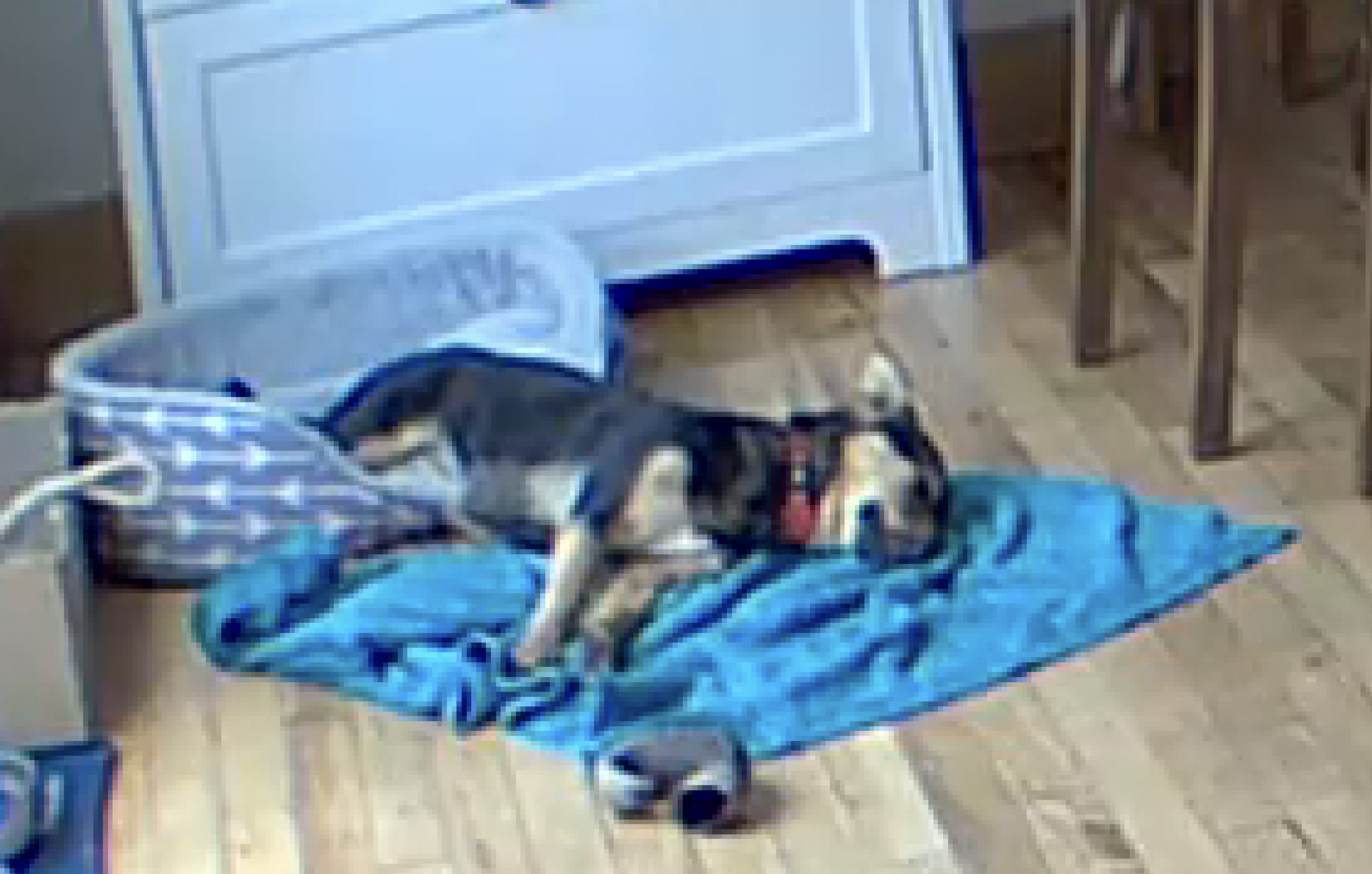 A fairly grainy quality photo from a Blink security camera heavily zoomed in on Cookie the puppy, lying on a blue towel that is next to her bed in the dining room, stretched out asleep. In front of Cookie is a naturally shed ram's horn