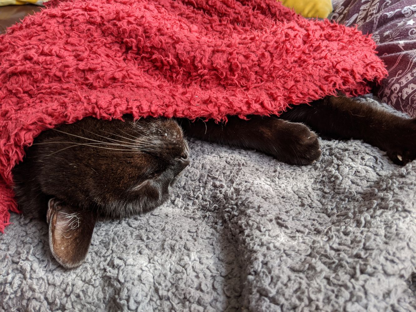 Black cat, flopped over and lying upside down, on a grey blanket with a red blanket wrapped around him so he's not chilly