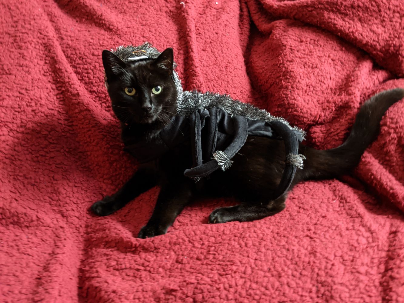Black cat sitting on a red blanket, looking at the camera, dressed up in a spider costume, with a couple of spider legs 