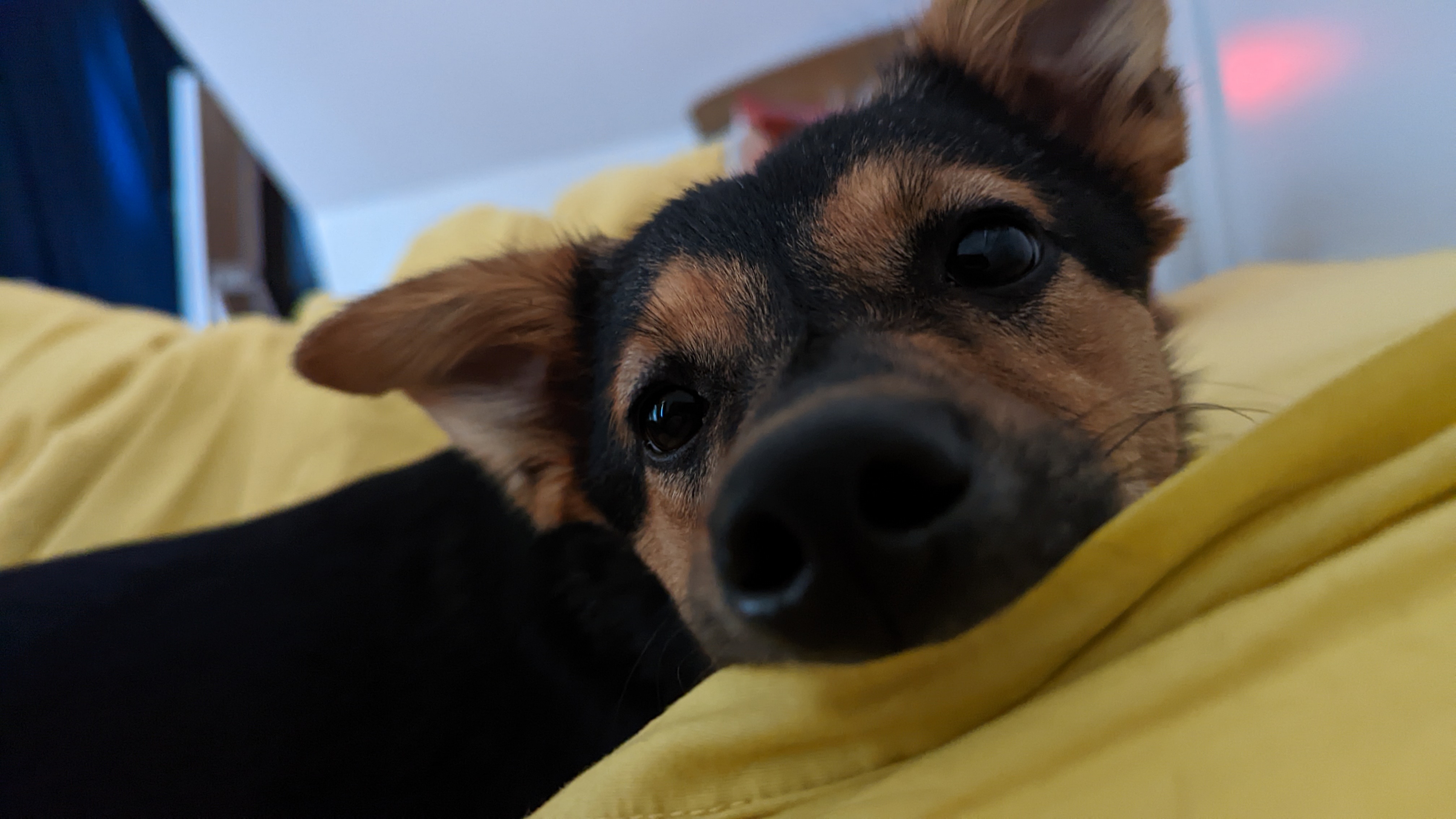 Closeup view of Cookie the dog slightly nomming on a yellow pillow, looking straight at the camera. Her nose is focused on well and looks very boop-able. She's just spent a bit of time being cuddly, before deciding to be a gremlin