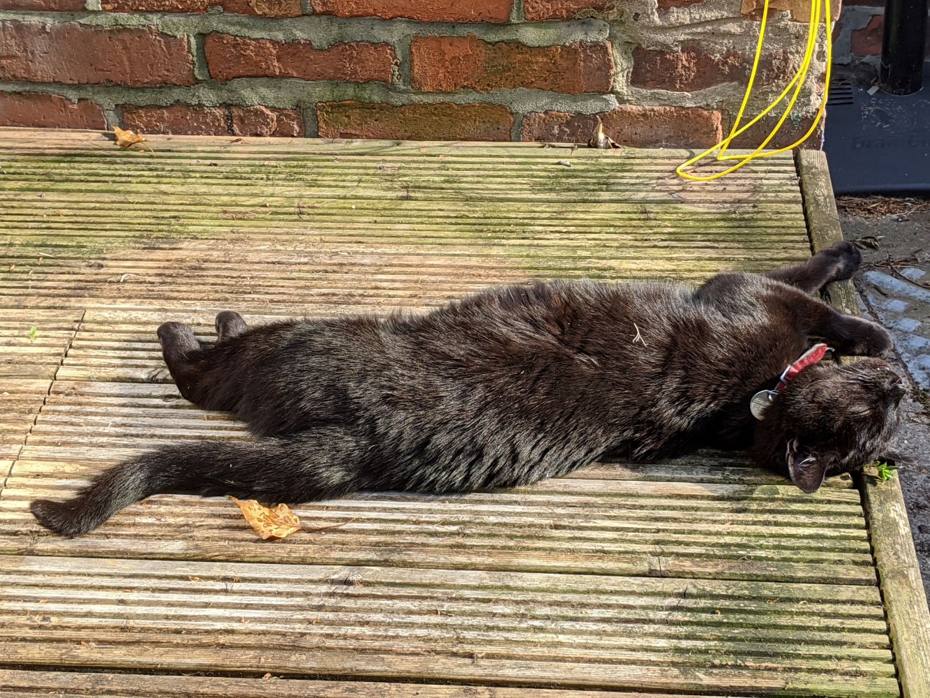 Black cat stretched out lying on the decking next to Jamie, looking very contented with his position for a snooze