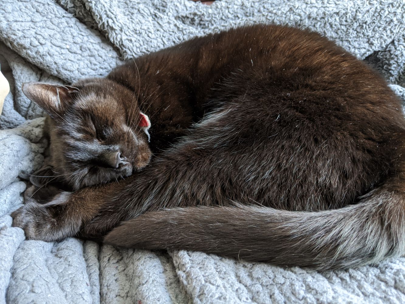 Black cat sleeping on his side, on a grey blanket