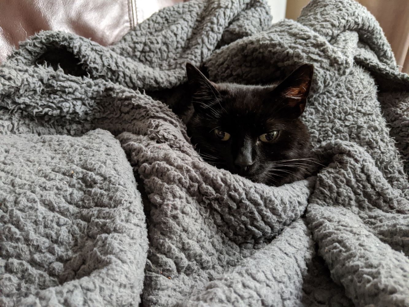 Black cat wrapped up in a blanket Black cat wrapped up in a blanket