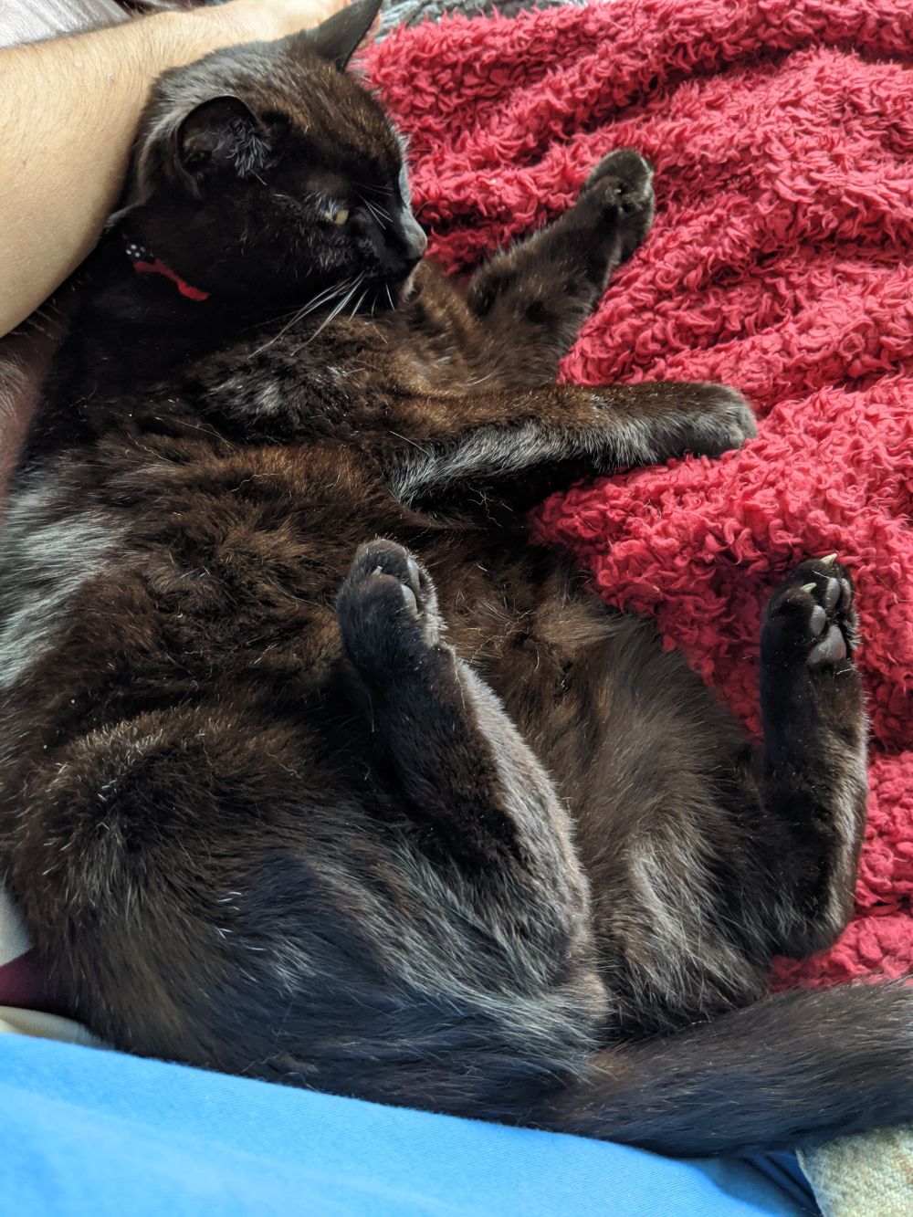 Black cat laying on a red blanket on his back, in an unflattering angle that makes him look rather chonky