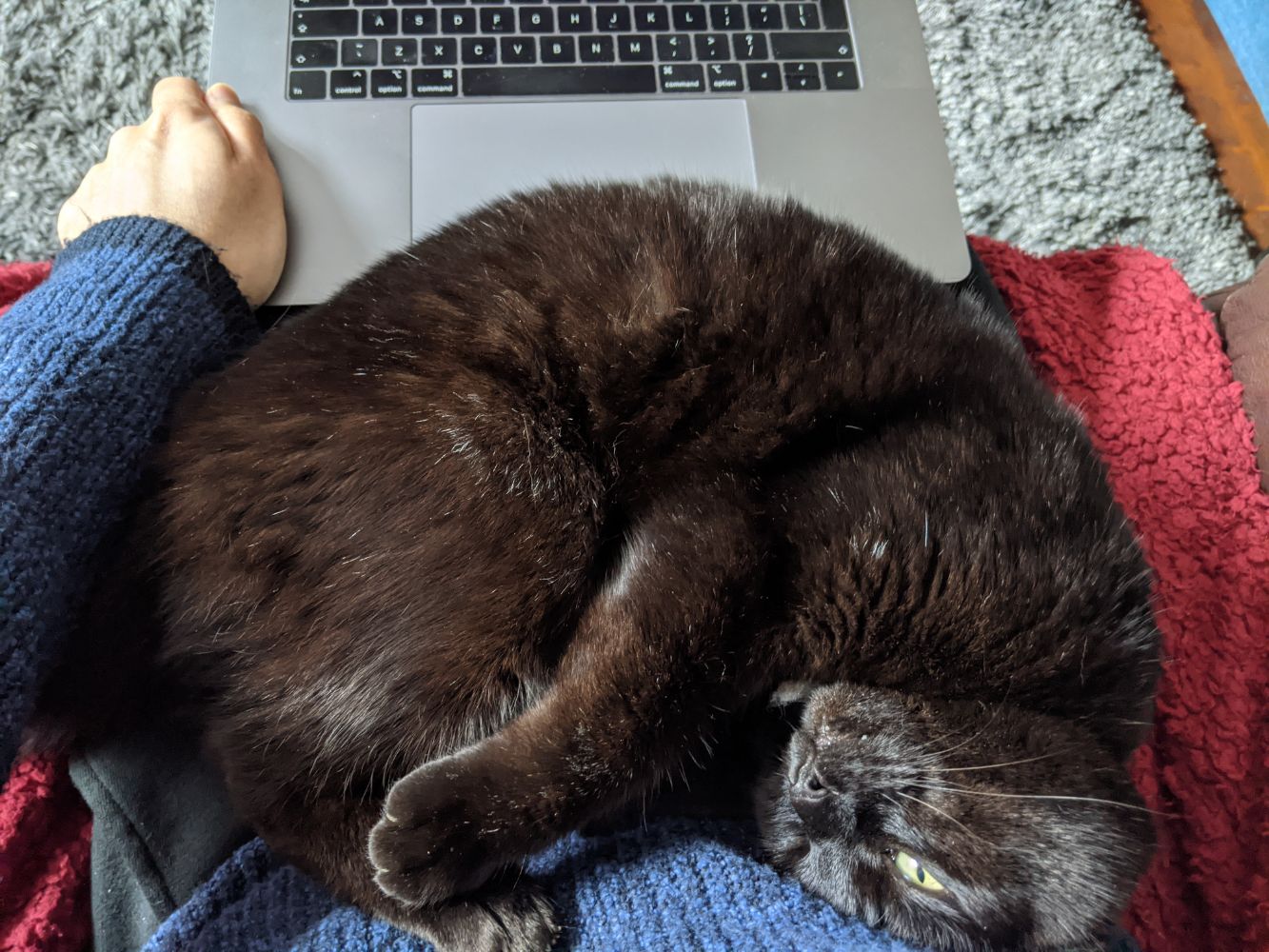 Jamie sitting with his laptop on the edge of his knees, with a black cat flopped on his side on his lap