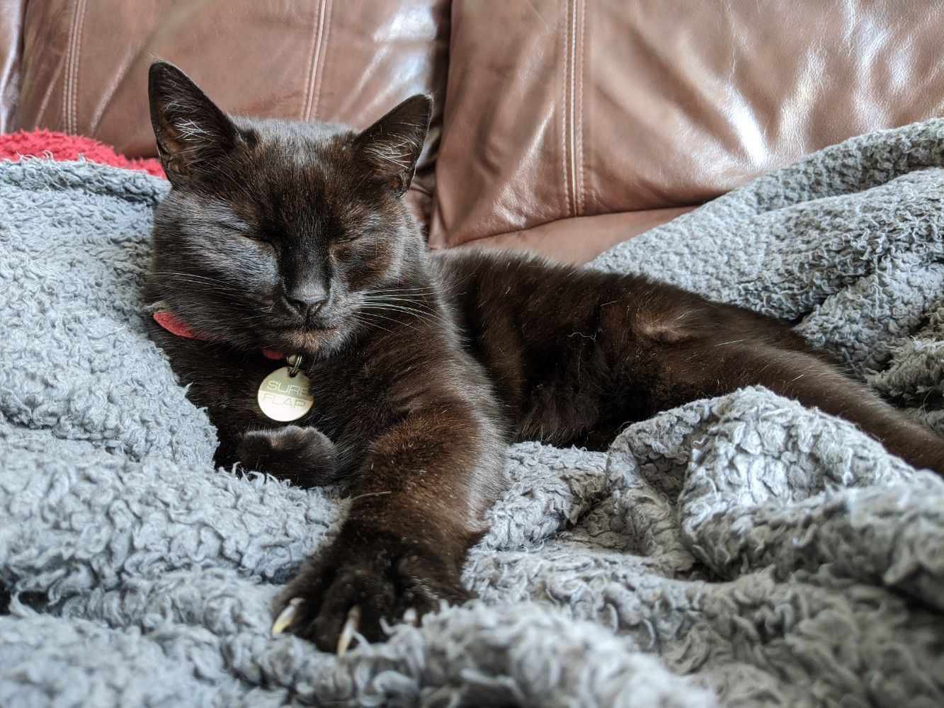 Black cat sitting up on a grey blanket, with eyes closed, looking very sleepy