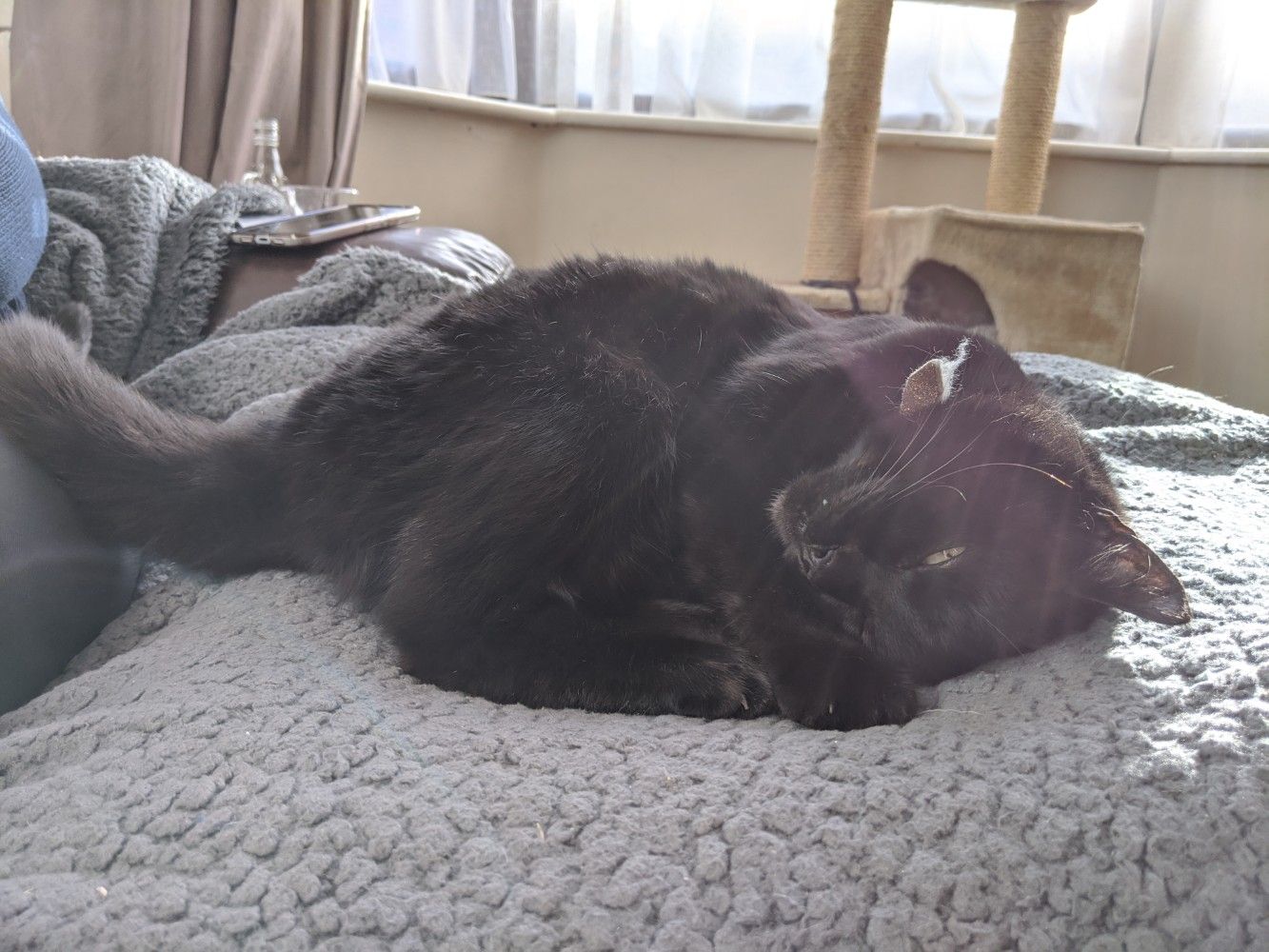Black cat flopped on his side