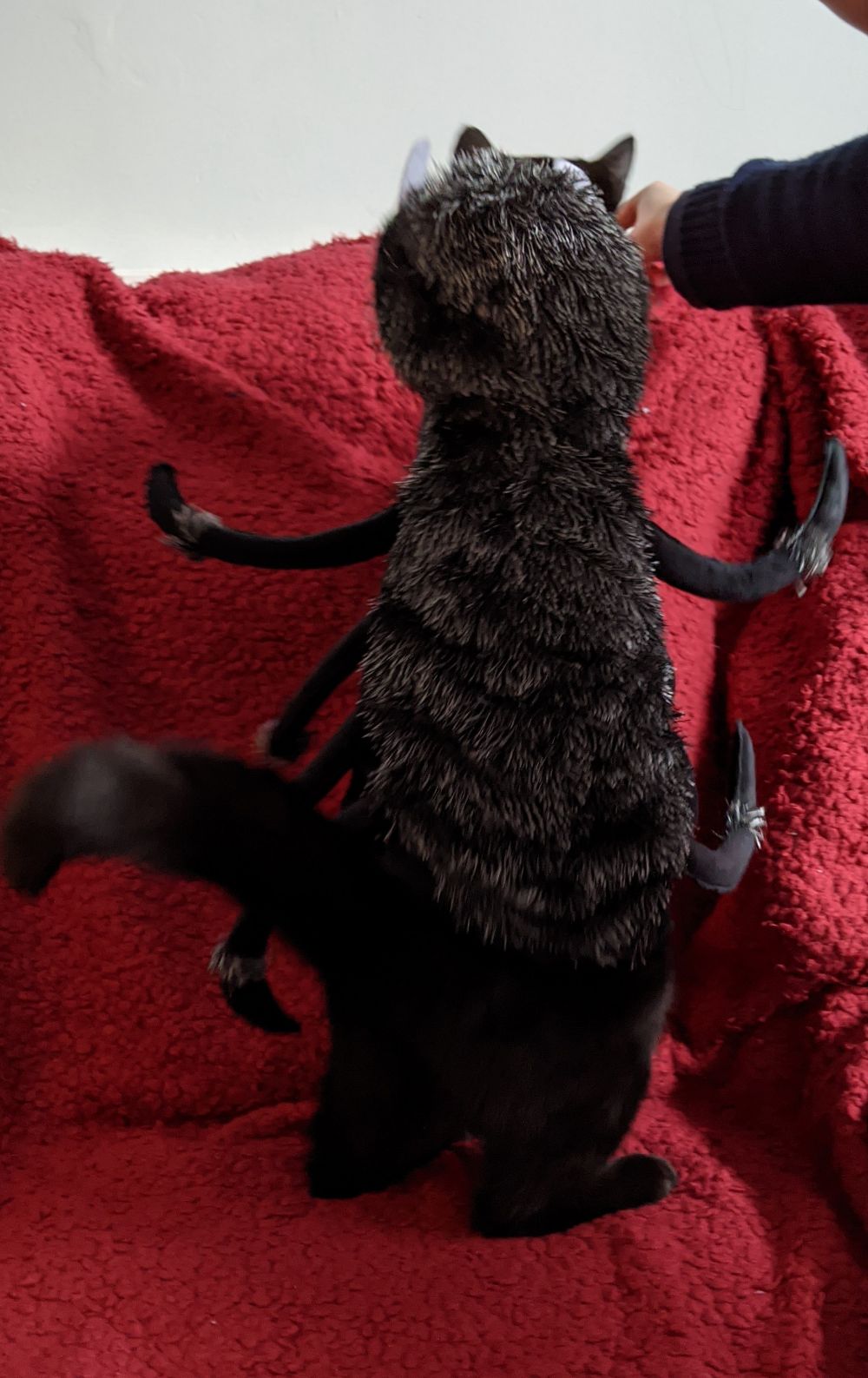 Black cat standing up, tail looking a little bit crabby, dressed up in a spider costume, with spider legs standing out from his body, and a little hat over his head
