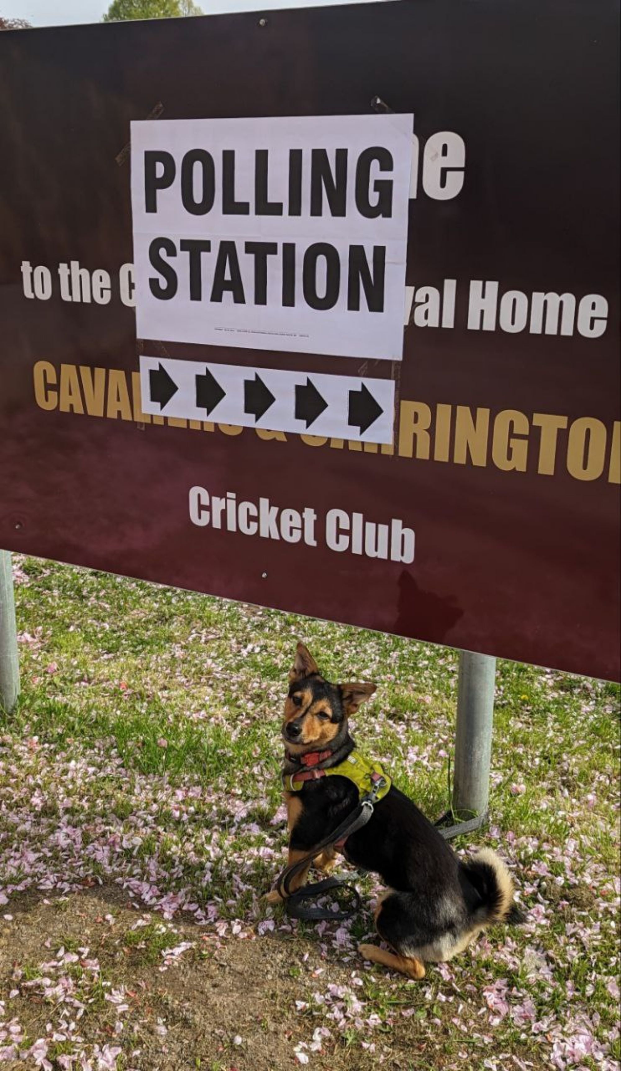Cookie the dog sitting under a sign that reads "polling station 👉👉", looking slightly puzzled as to why she's been asked to have a photo here, but seems happy enough to be supporting democracy