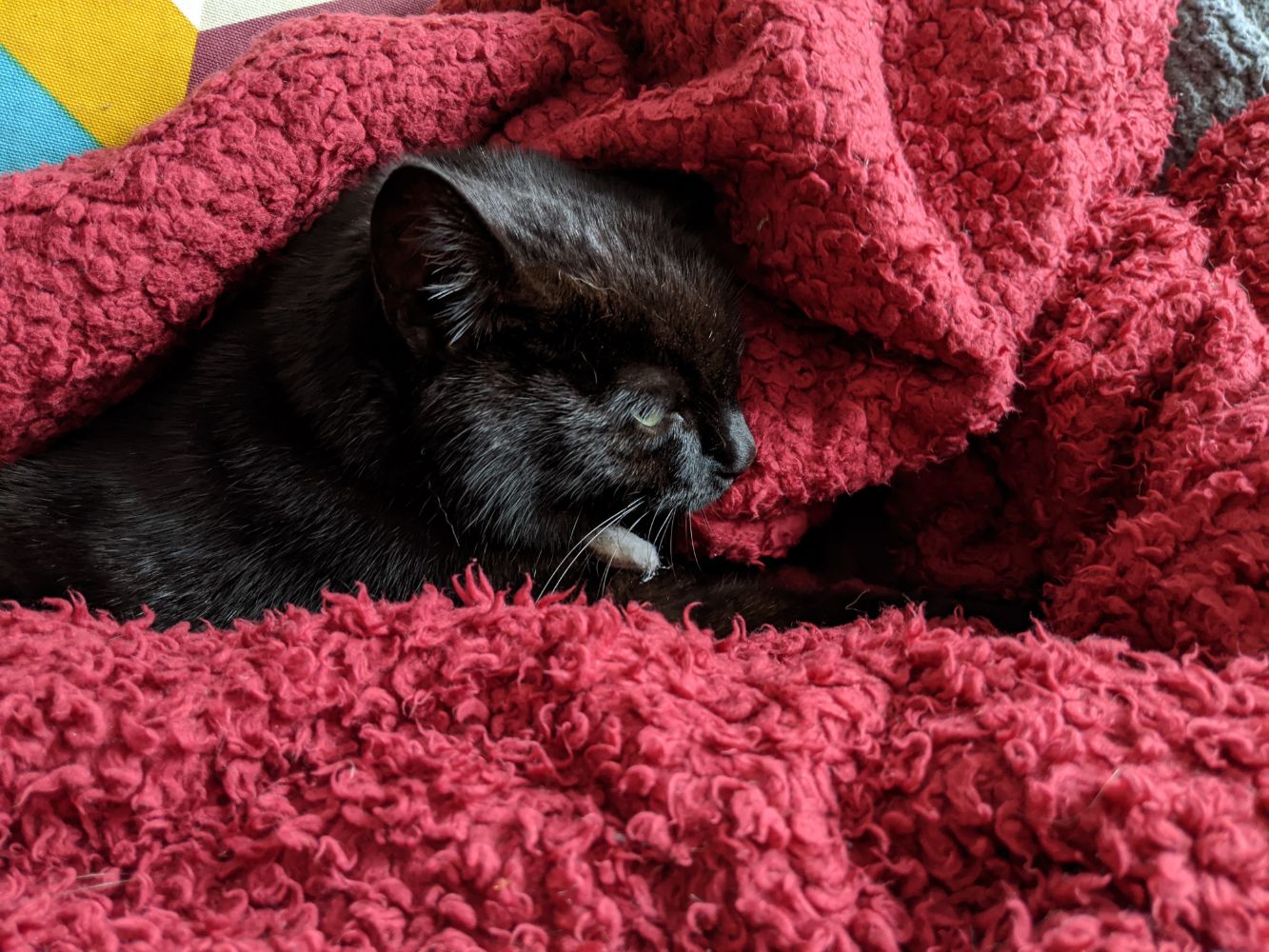 Black cat with his head visible in a gap in the red blanket wrapped all around him