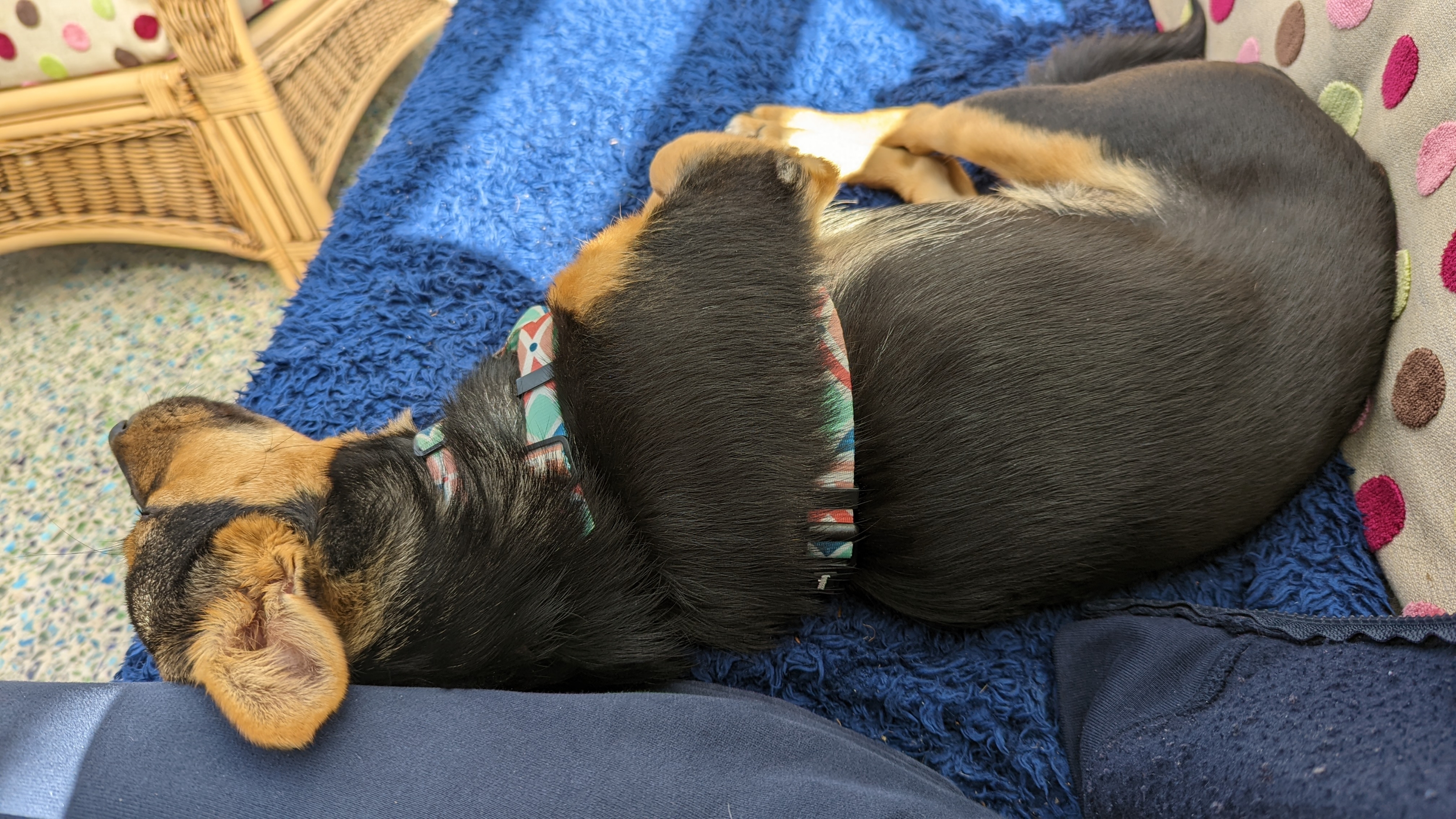 A view of the side of Jamie's leg, with Cookie the dog lying pushed up against him, on her side asleep, in a cute Zeedog harness