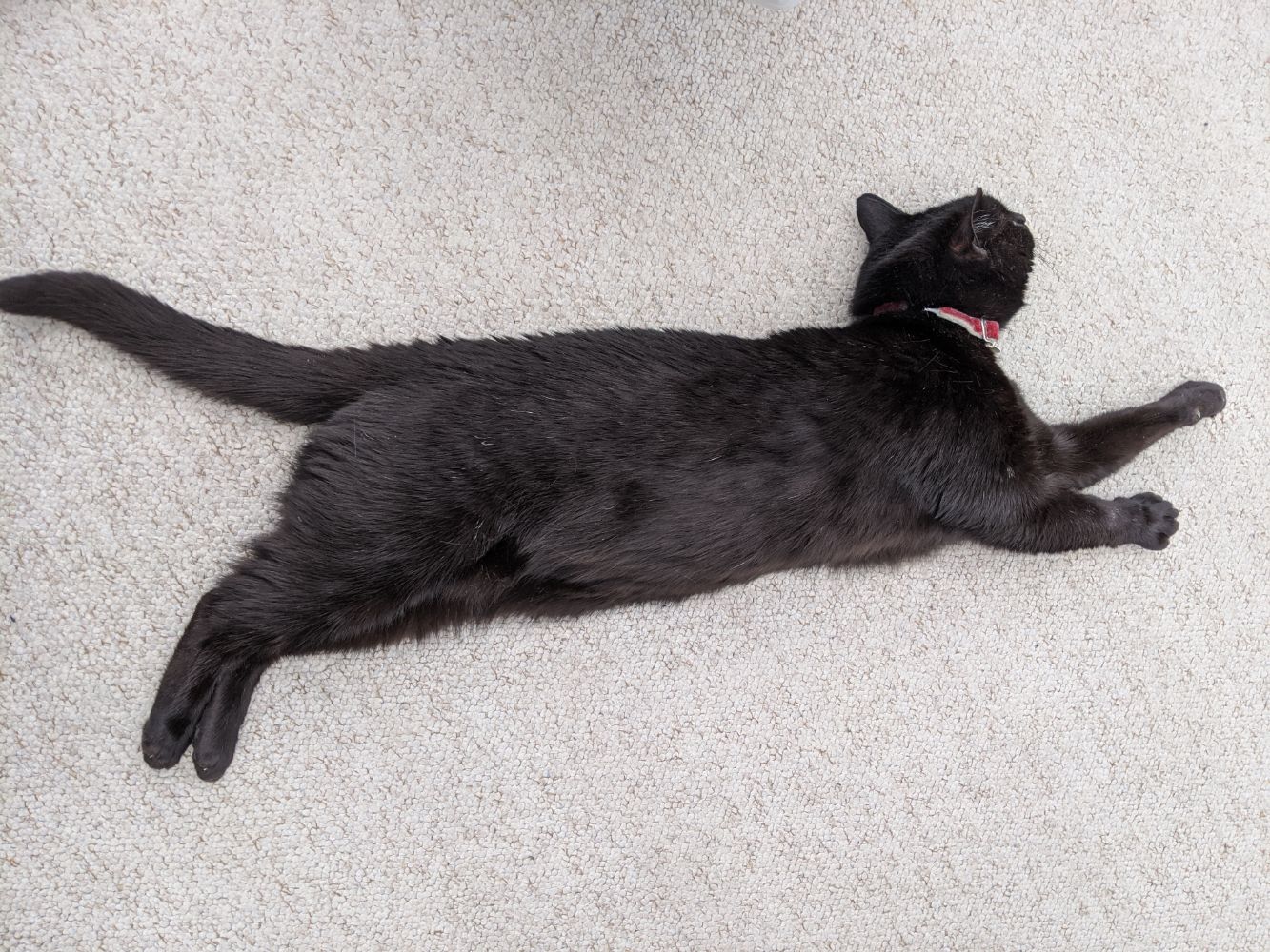 Black cat stretched out in the shade Black cat stretched out in the shade