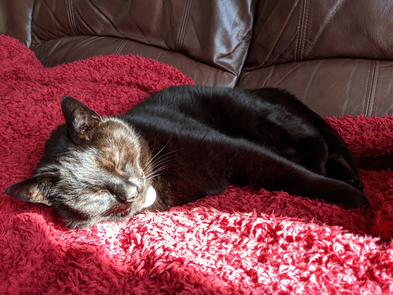 Black cat laying on red blanket, with his head in the sun