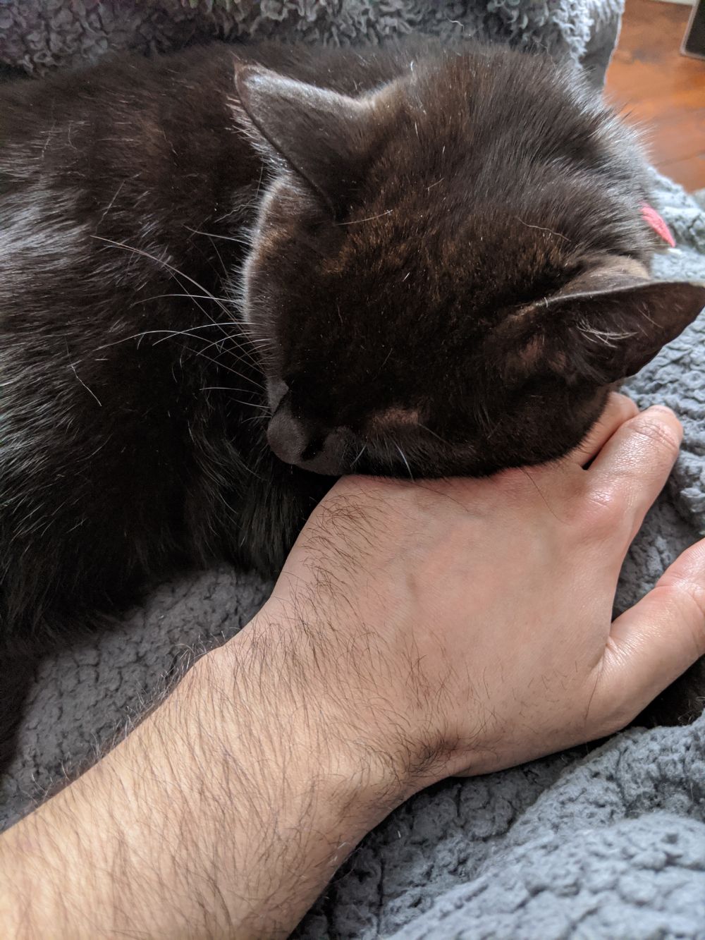 Black cat lying on Jamie's hand as if it's a pillow