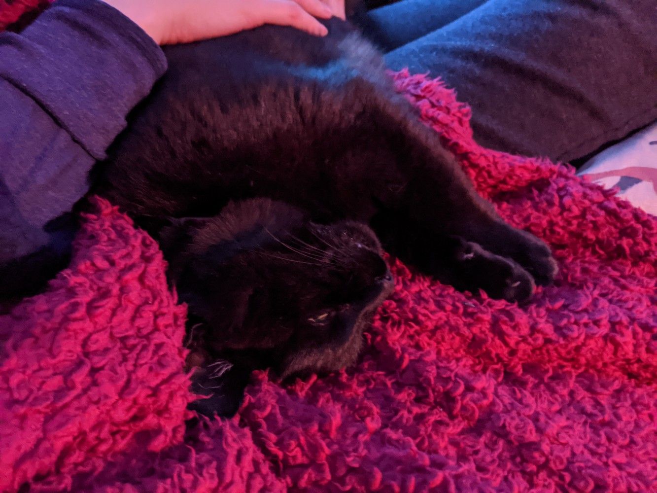 Black cat curled off Anna's lap, a little upside down