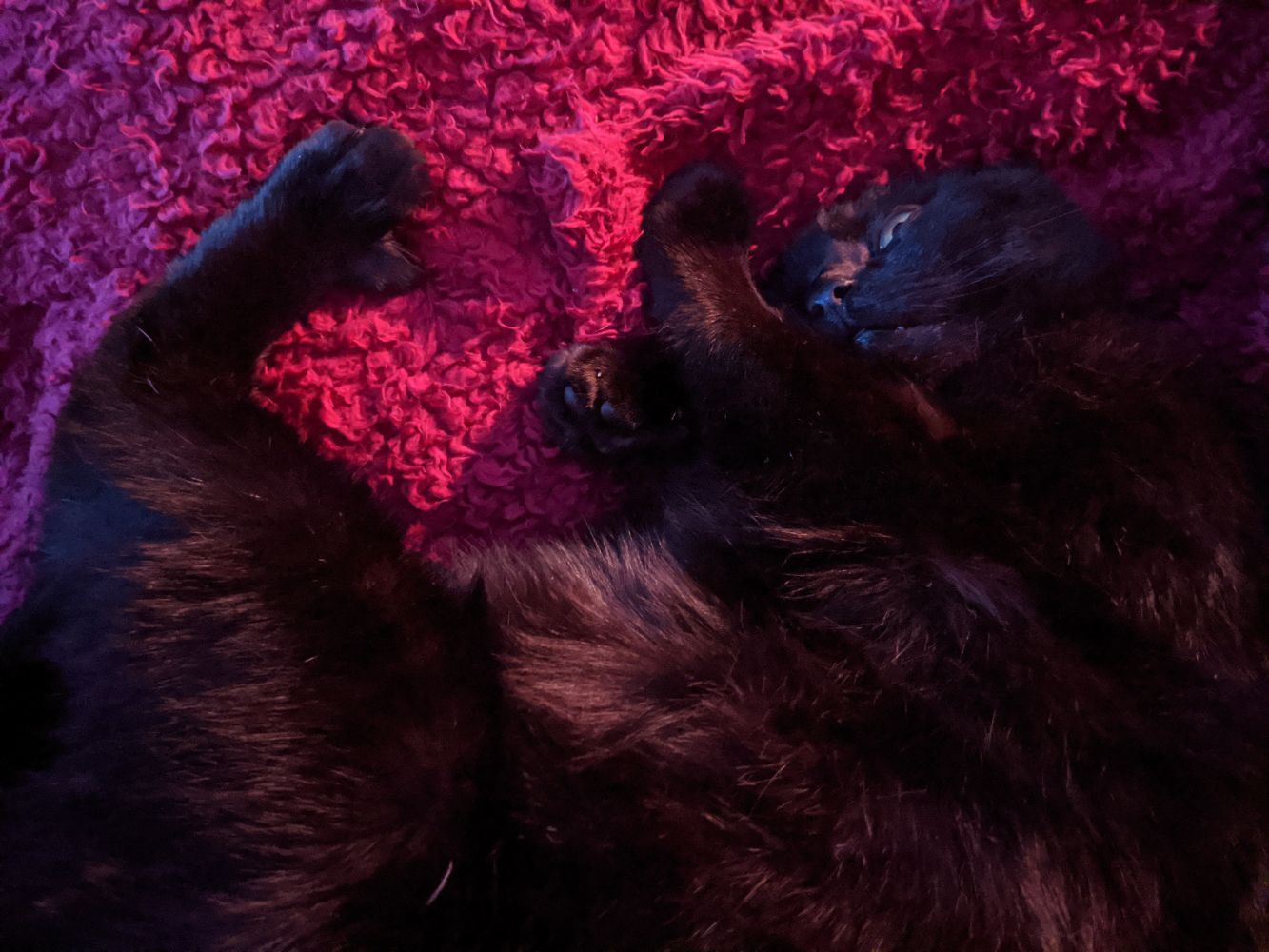 Black cat curled up in an odd position, with paws everywhere Black cat curled up in an odd position, with paws everywhere