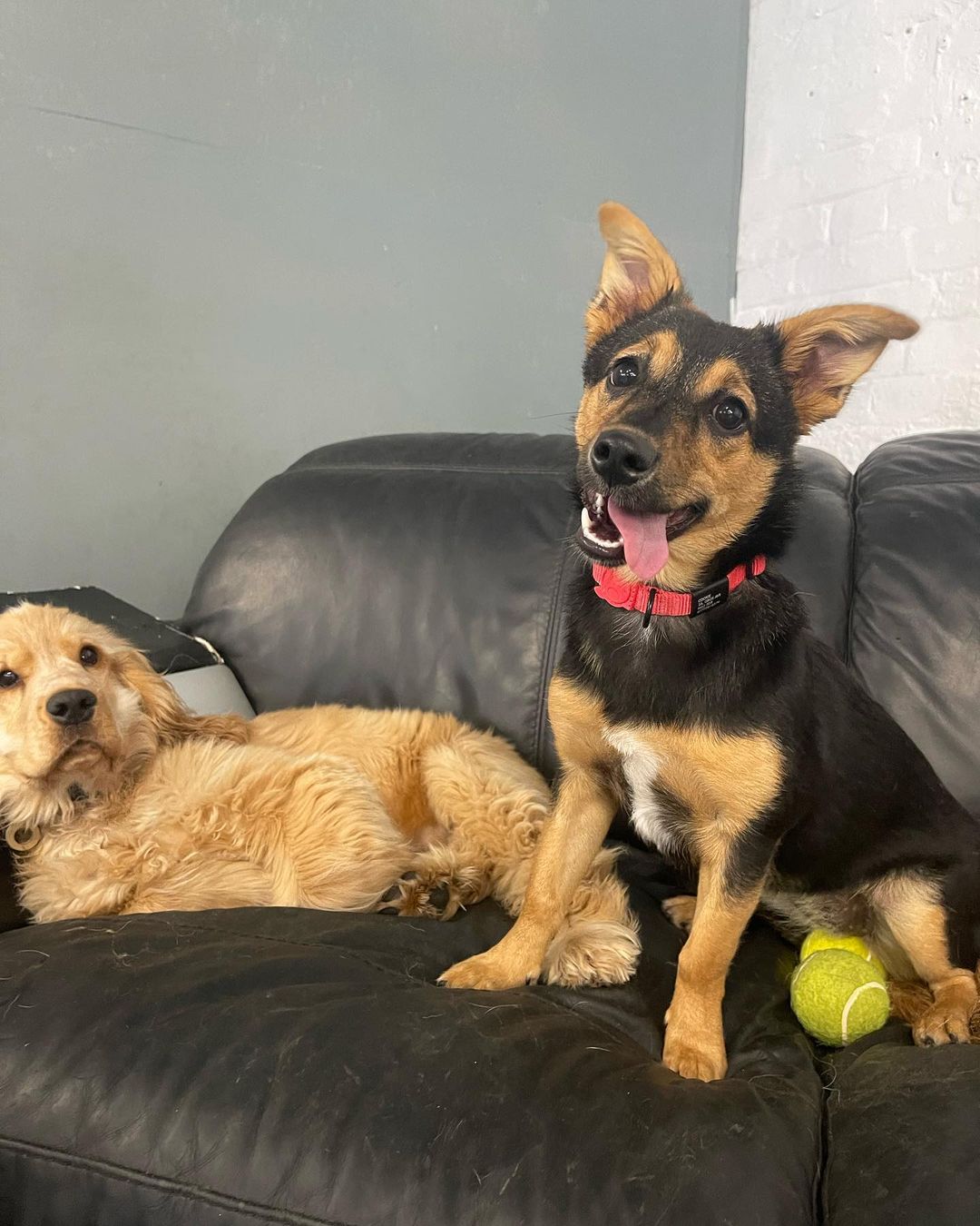 Cookie the puppy, sitting up on a black sofa, next to a chill blondy dog lying down. Cookie looks beside herself with happiness, smiling at the camera with her tongue out at a jaunty angle. She's stolen two tennis balls and has them sat underneath her