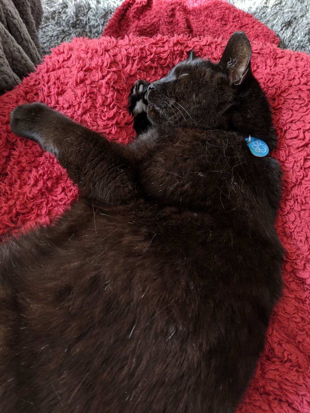 Black cat lying on a red blanket over Jamie's legs, resting on one of his paws