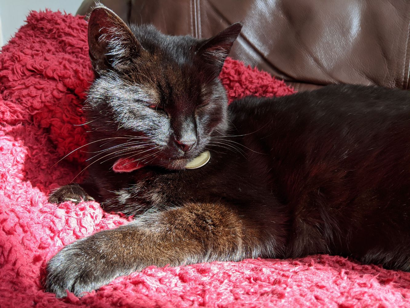 Black cat looking sleepy on a red blanket with a bit of sun on him Black cat looking sleepy on a red blanket with a bit of sun on him