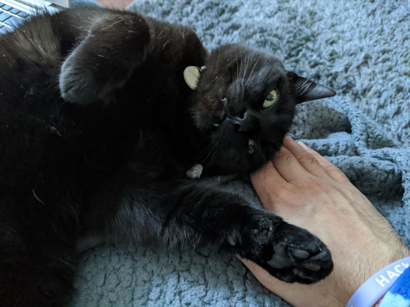 Black cat lying on his side, his head on Jamie's hand, with his little toofies showing