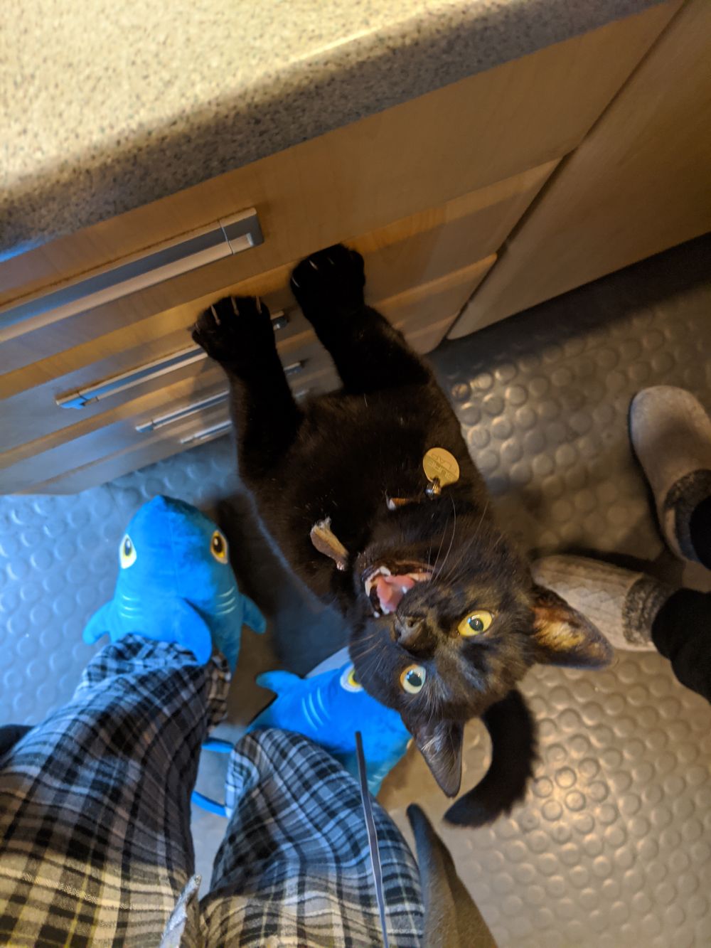 Black cat stretching up to the counter begging for food