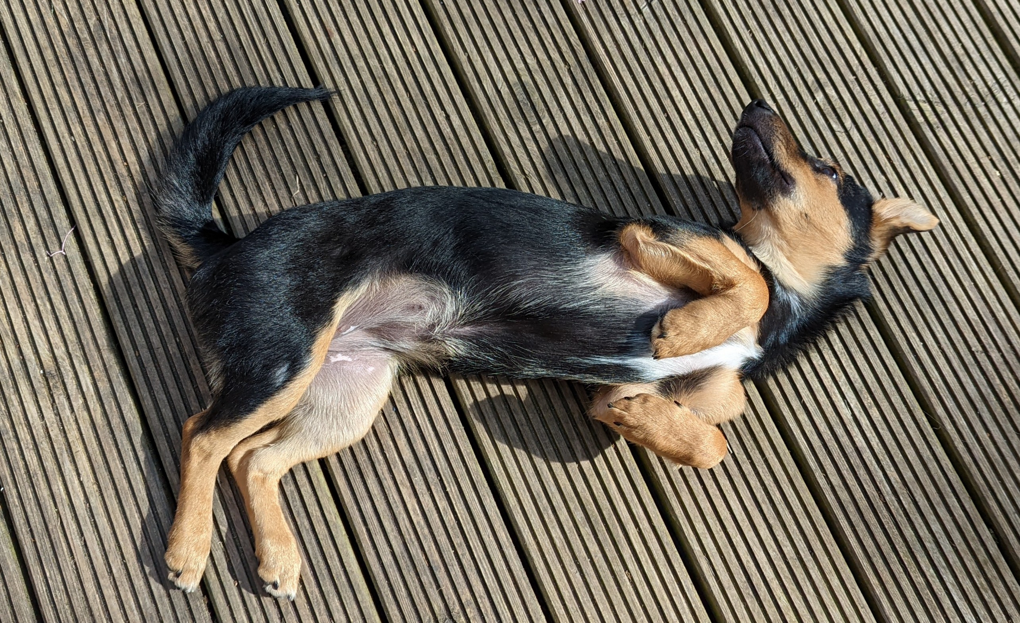 Cookie the dog lying on the decking, with her belly showing, and the sunlight warming her