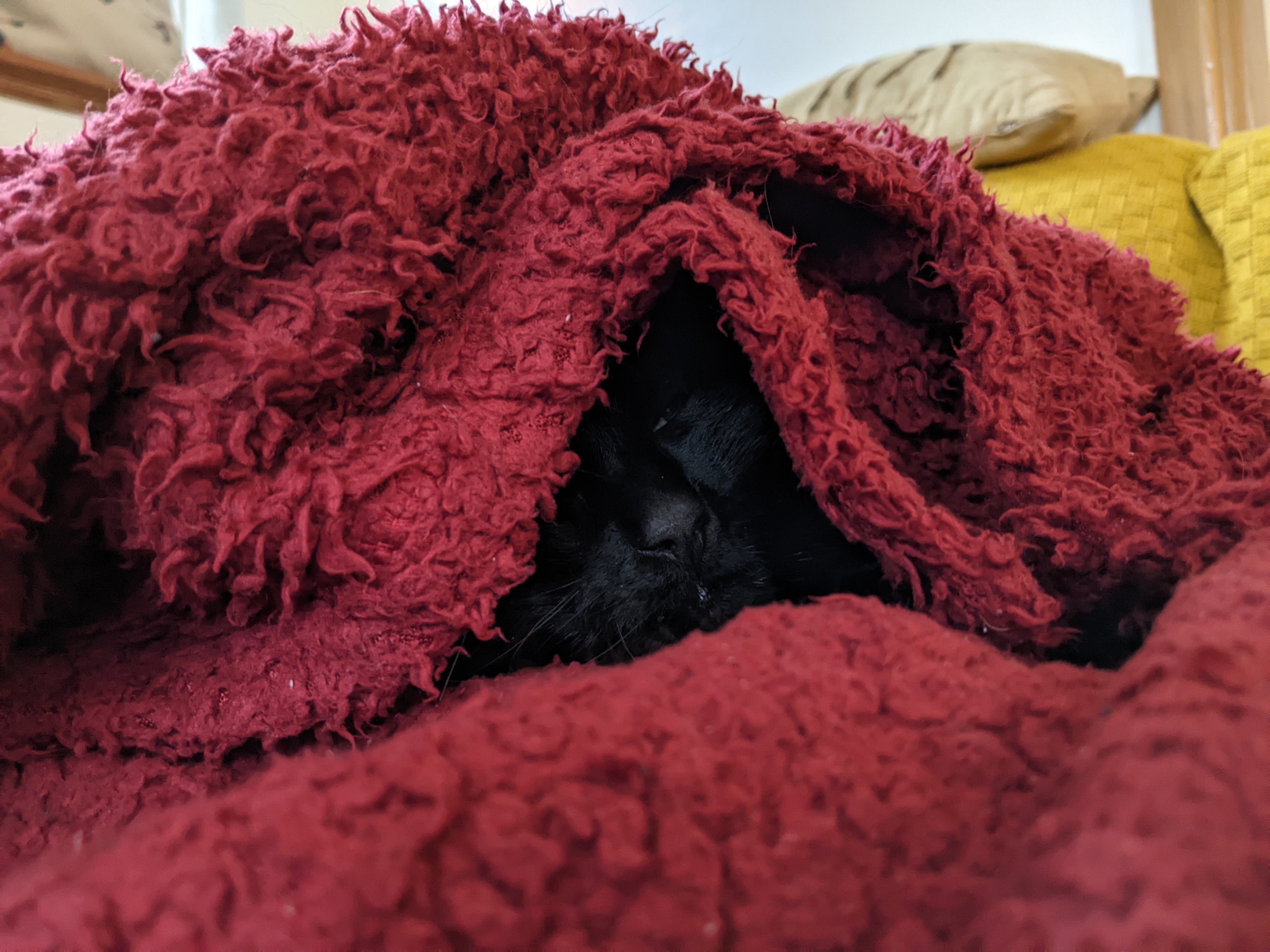 Black cat (Morph) wrapped up in a red blanket, with it mostly covering him, aside from a small portion of his face visible, with his nose, and one eye slightly open and looking at the camera