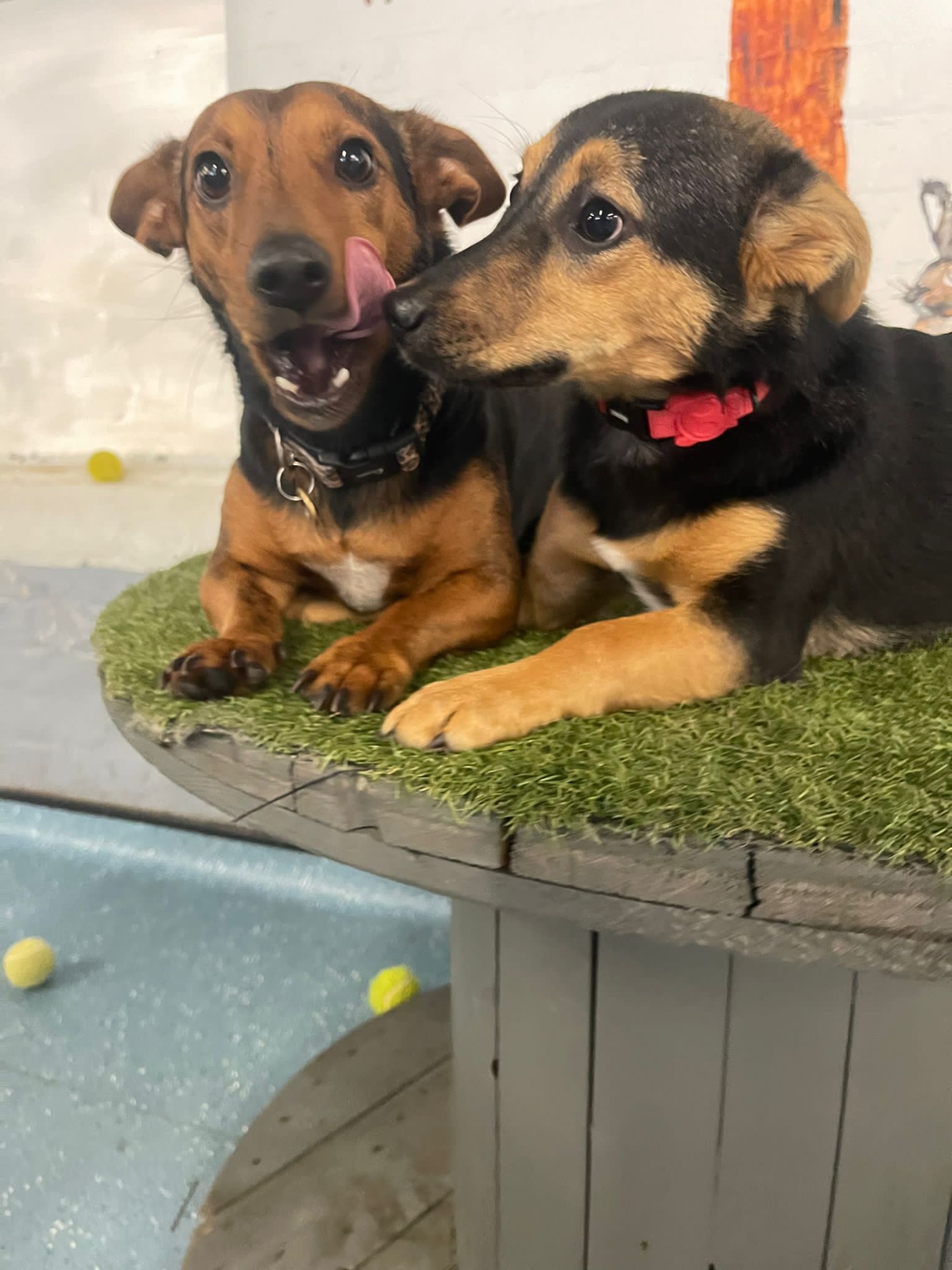 Cookie the puppy sitting on a raised fake grass bed, next to Valentine the Dashund, with Cookie's right paw completely under Valentine. Valentine is mid yawn/lick and her tongue is half way up her face, and Cookie is turned towards her, with her easrs back in a very happy little time