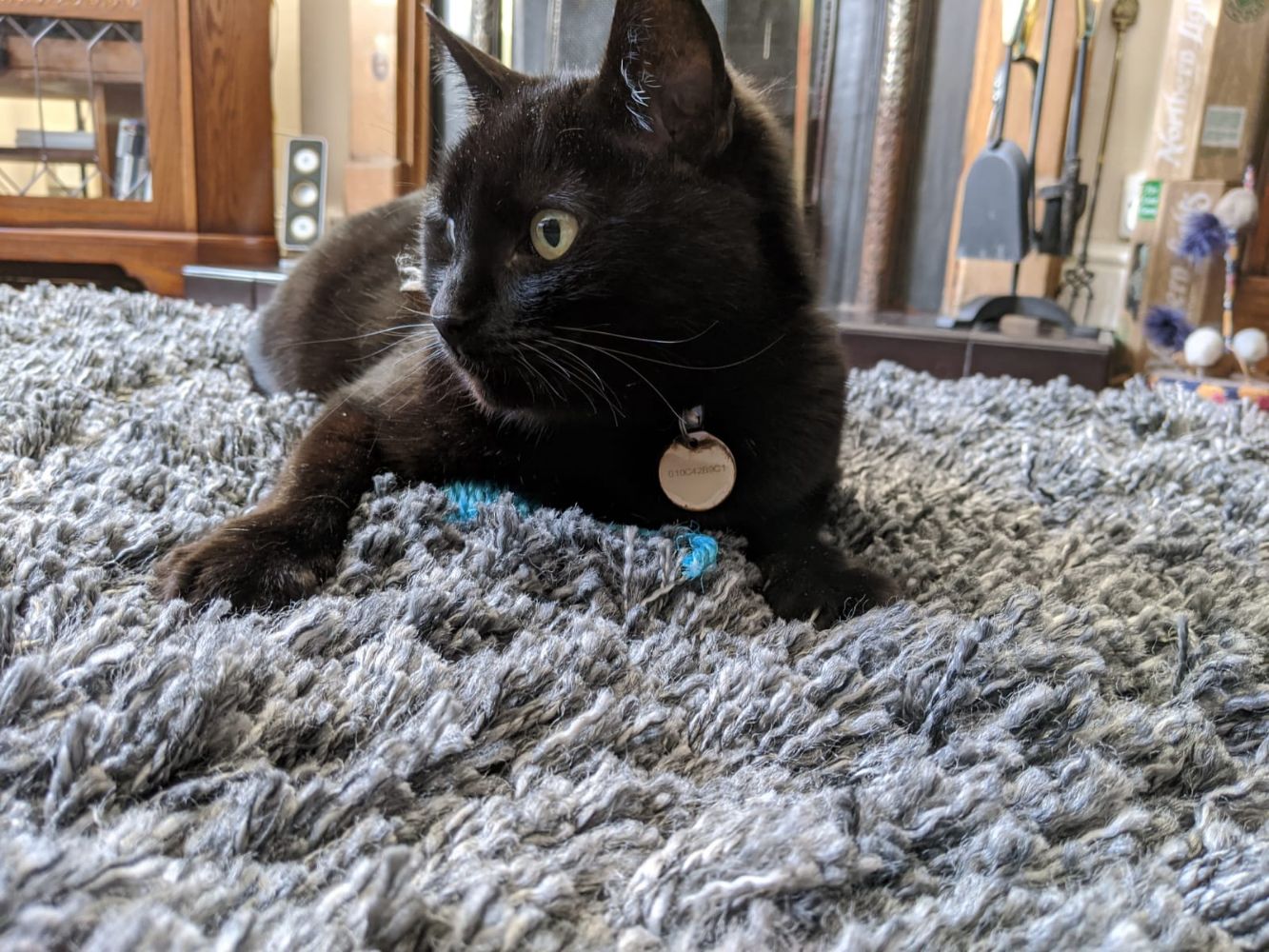 Black cat sat on top of a barely visible blue mouse toy