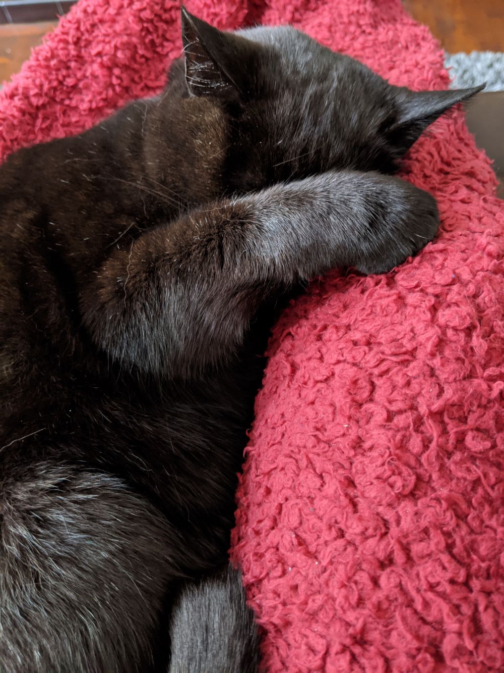 Black cat sleeping on a red blanket, lying between Jamie's outstretched legs, with one paw across his eyes to shield him from the light