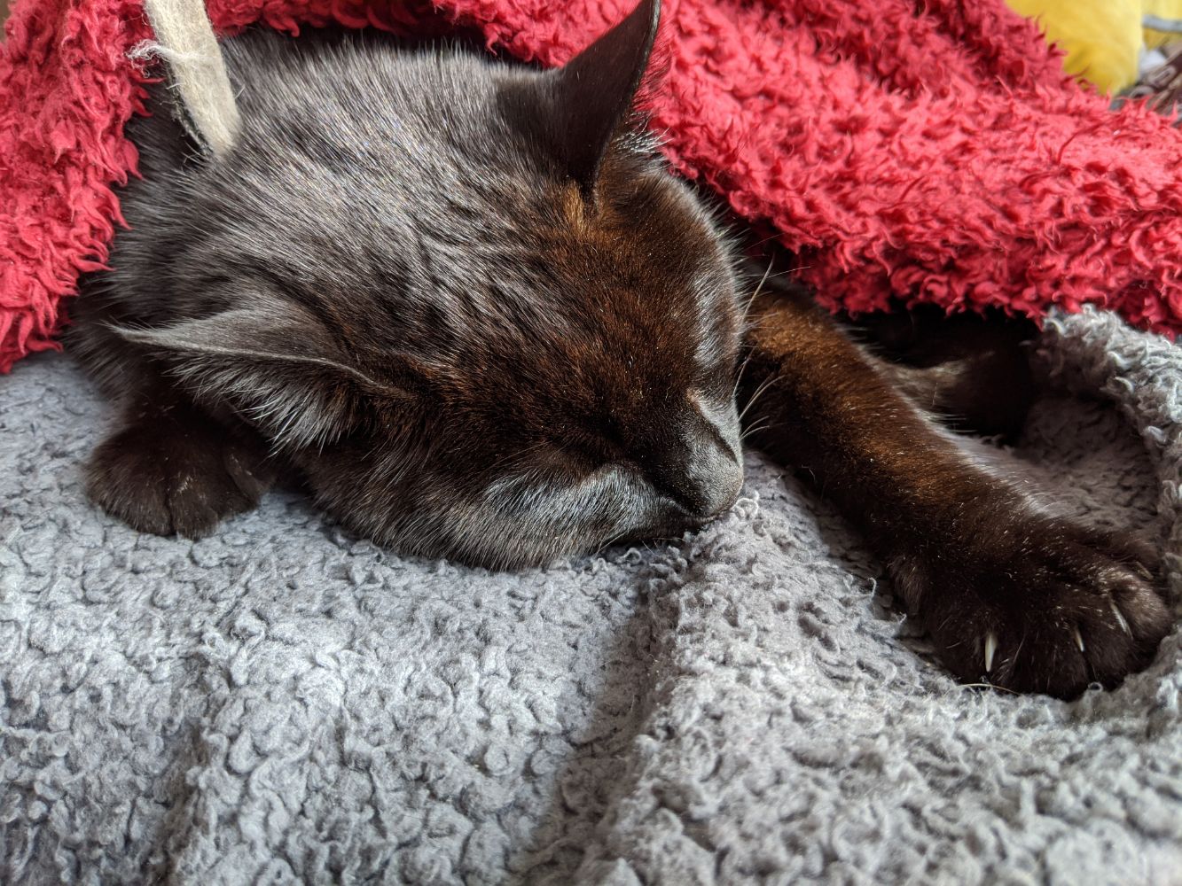 Morph lying on his chin, asleep, on a grey blanket with a red blanket wrapped around him so he's not chilly