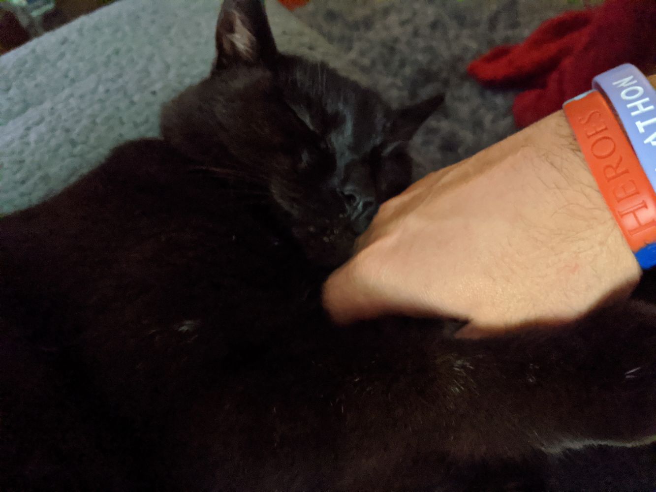 Black cat lying on a grey blanket, using Jamie's hand as a pillow