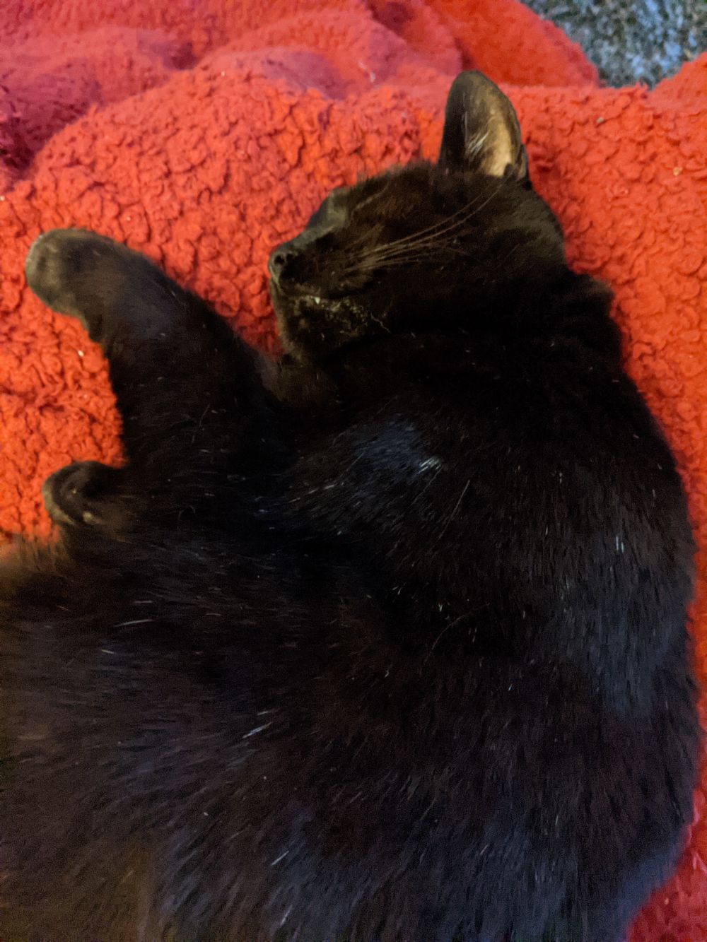 Black cat lying on his side, on a red blanket, on Jamie's lap
