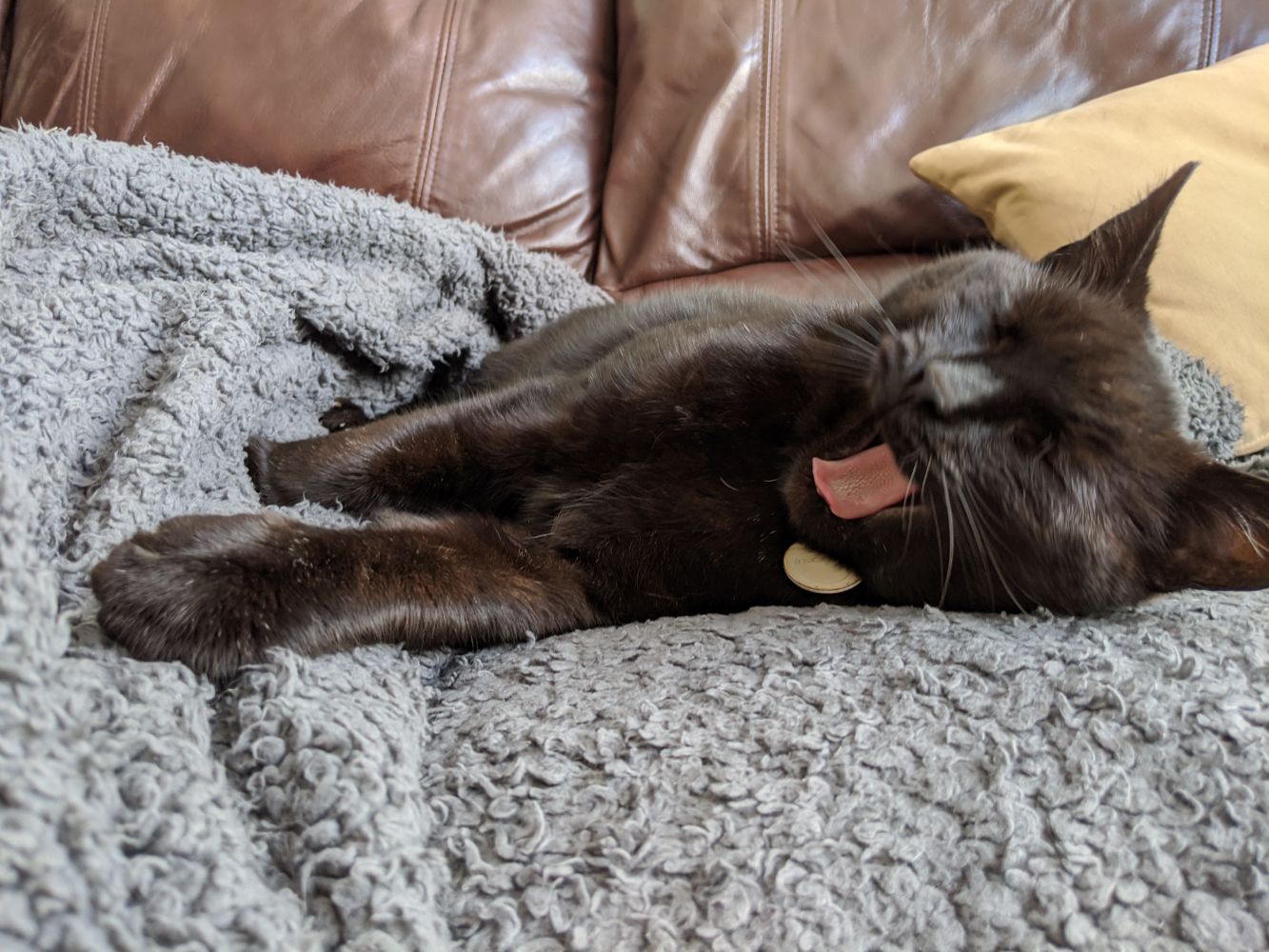 Black cat laying on a grey blanket, meowing while yawning