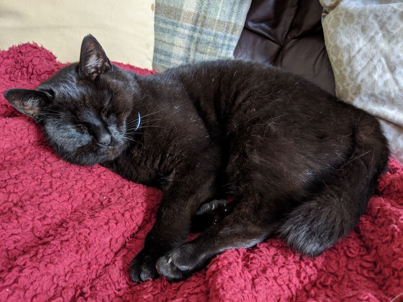 Black cat lying on red blanket, sleeping, with a muddle of paws