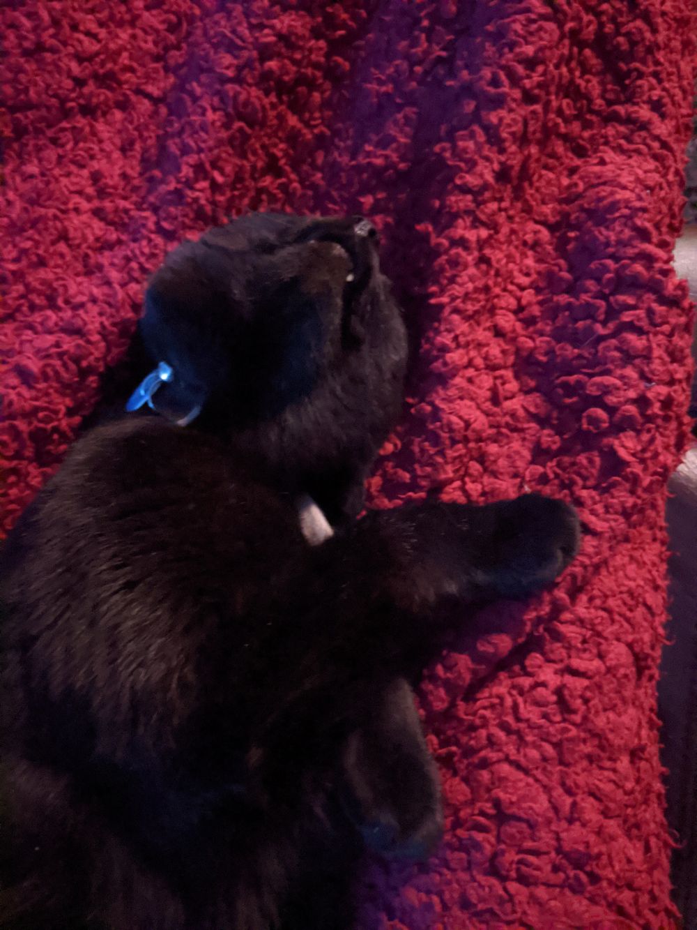 Black cat lying stretched out on his back, on a red blanket, with his mouth slightly open, asleep