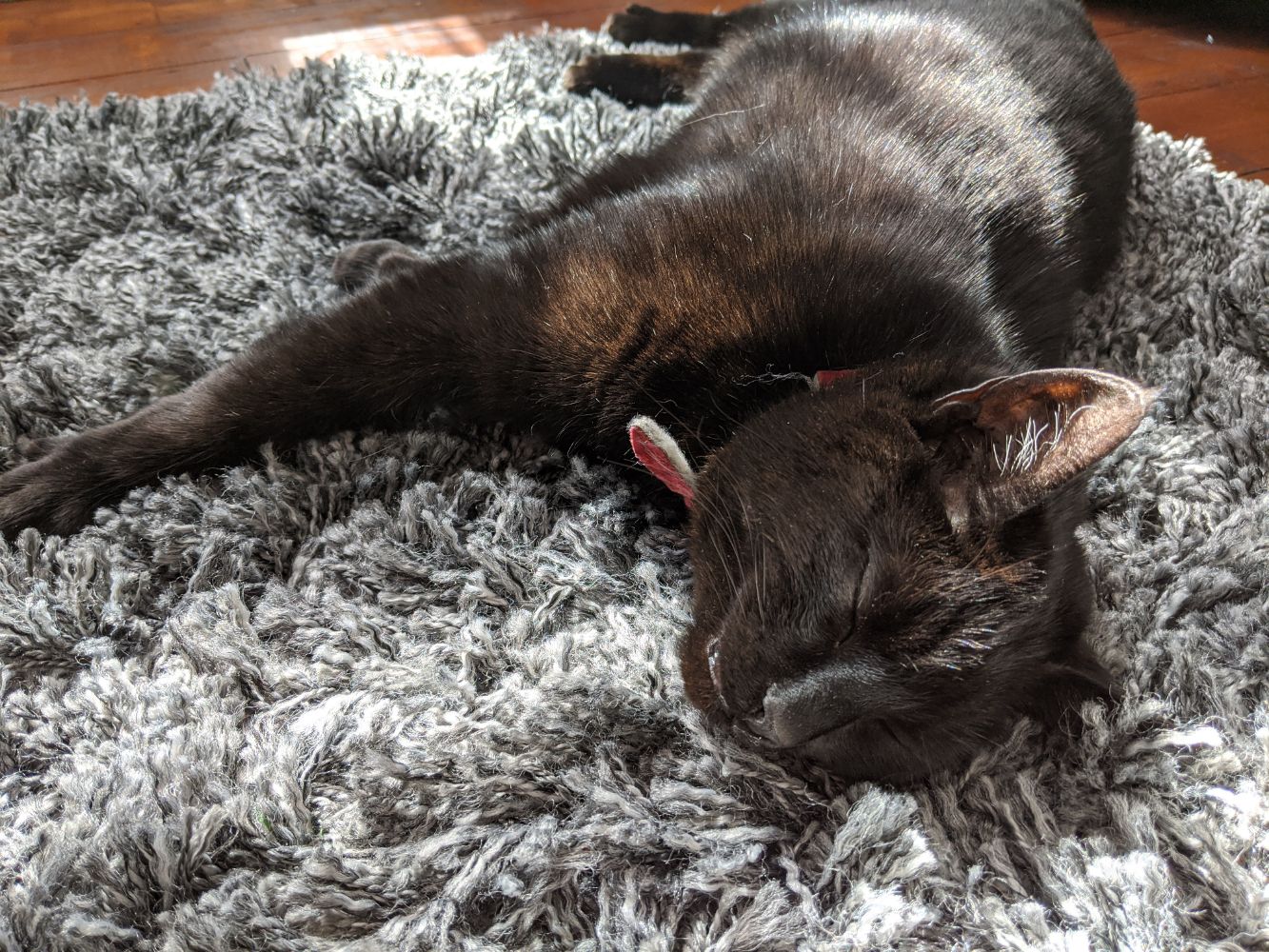 Black cat lying on grey rug, with the sun bathing his contented little face in warmth