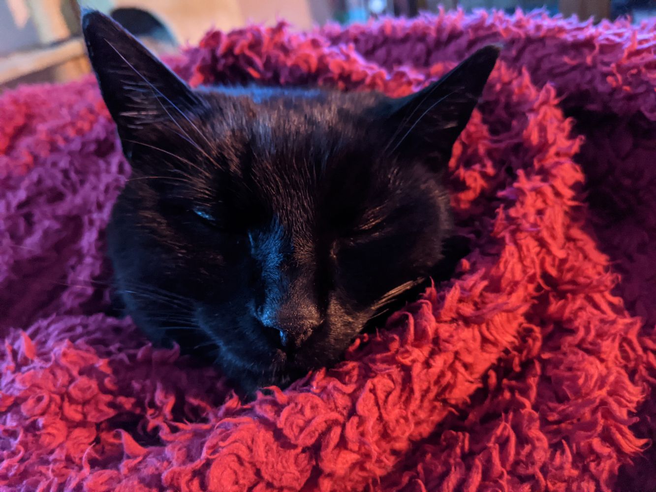 Black cat wrapped in a red blanket, only his head visible as he is so wrapped up