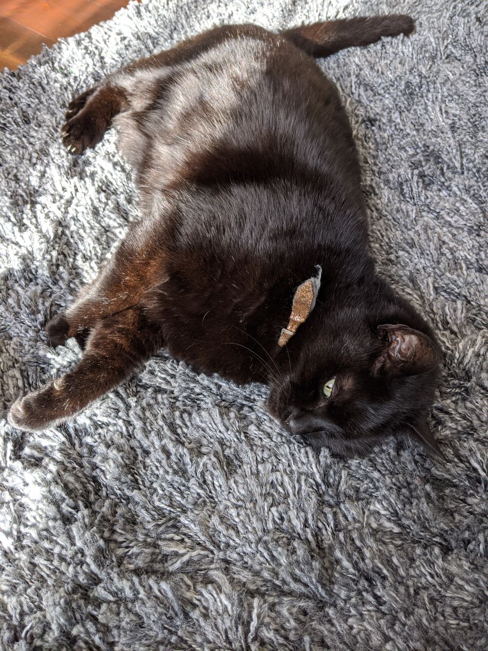 Black cat lying on a rug in the sun Black cat lying on a rug in the sun