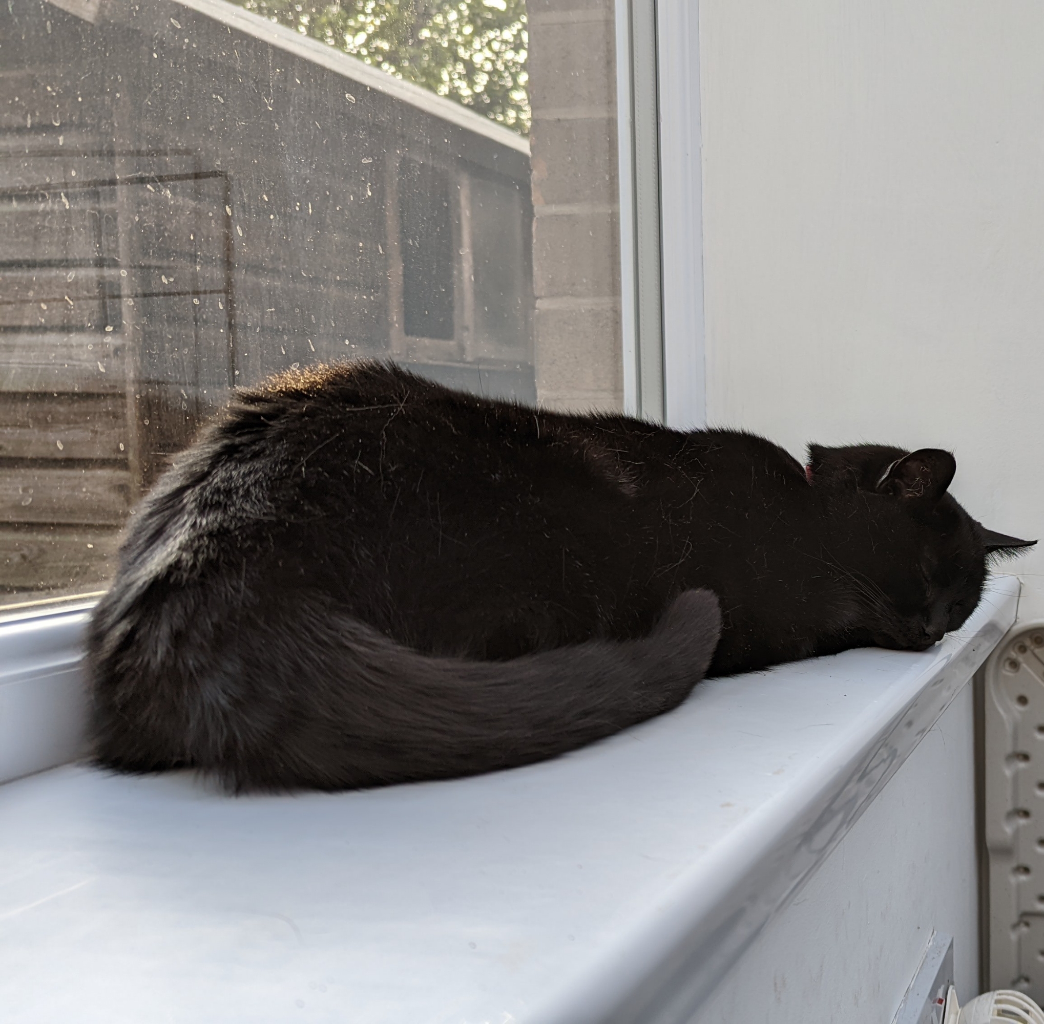 Morph the black cat sleeping on the conservatory side