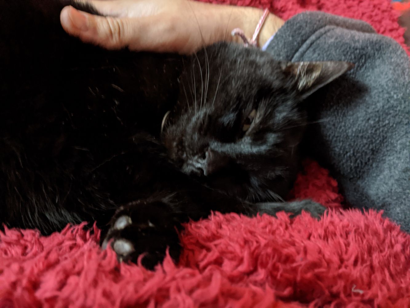 Morph snuggled into Jamie's arm Morph snuggled into Jamie's arm