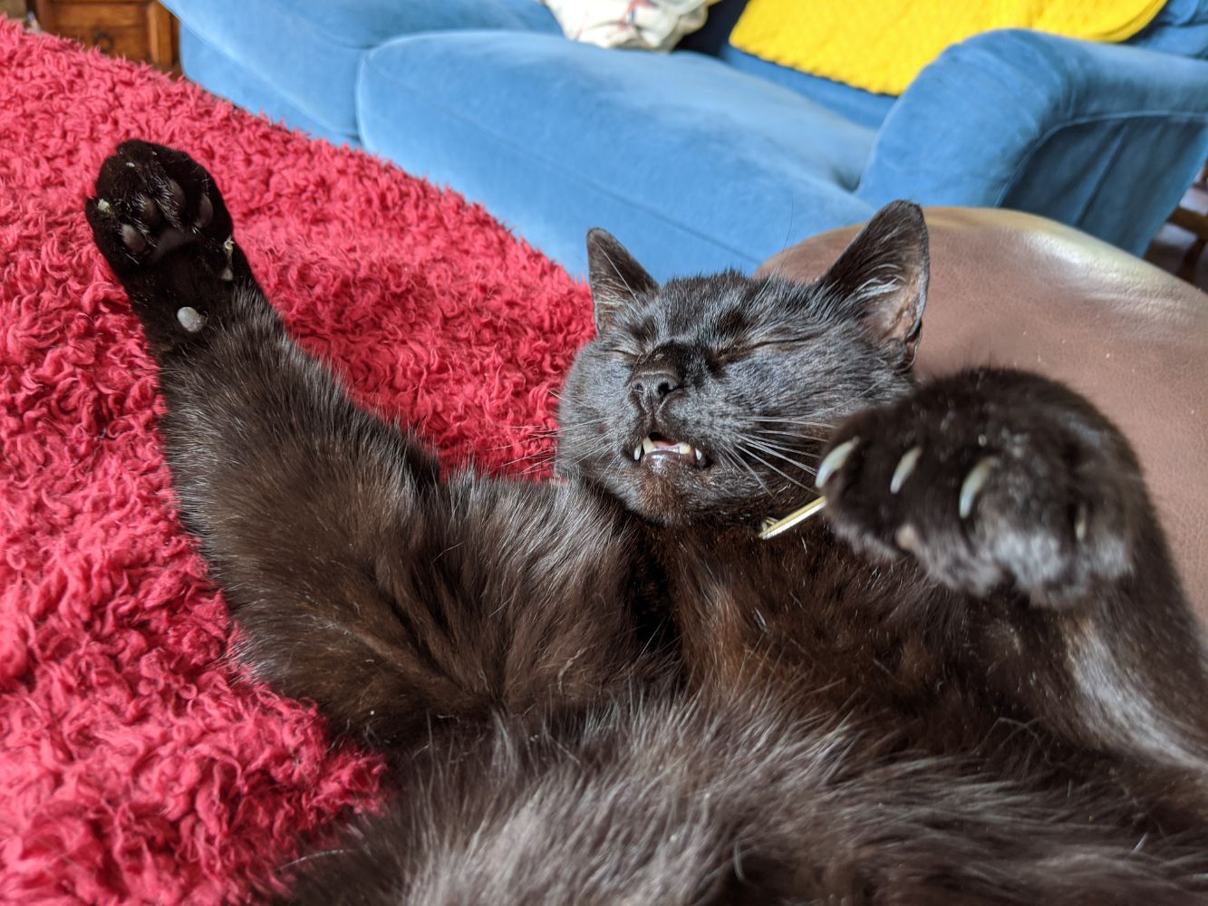 Black cat with mouth slightly open, arms raised in an odd pose, looking sleepy