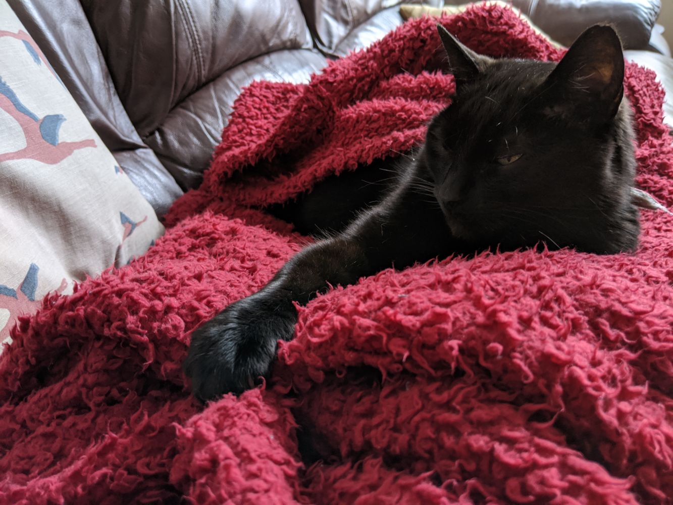 Black cat lying on a red blanket, with the red blanket wrapped around him like a purrito
