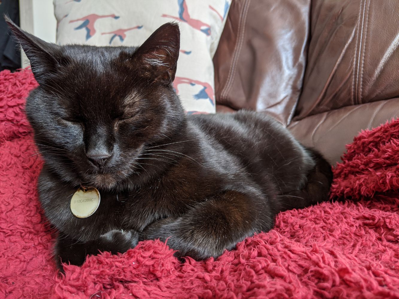 Black cat sitting on a red blanket on the sofa, with a slightly curled paw under him